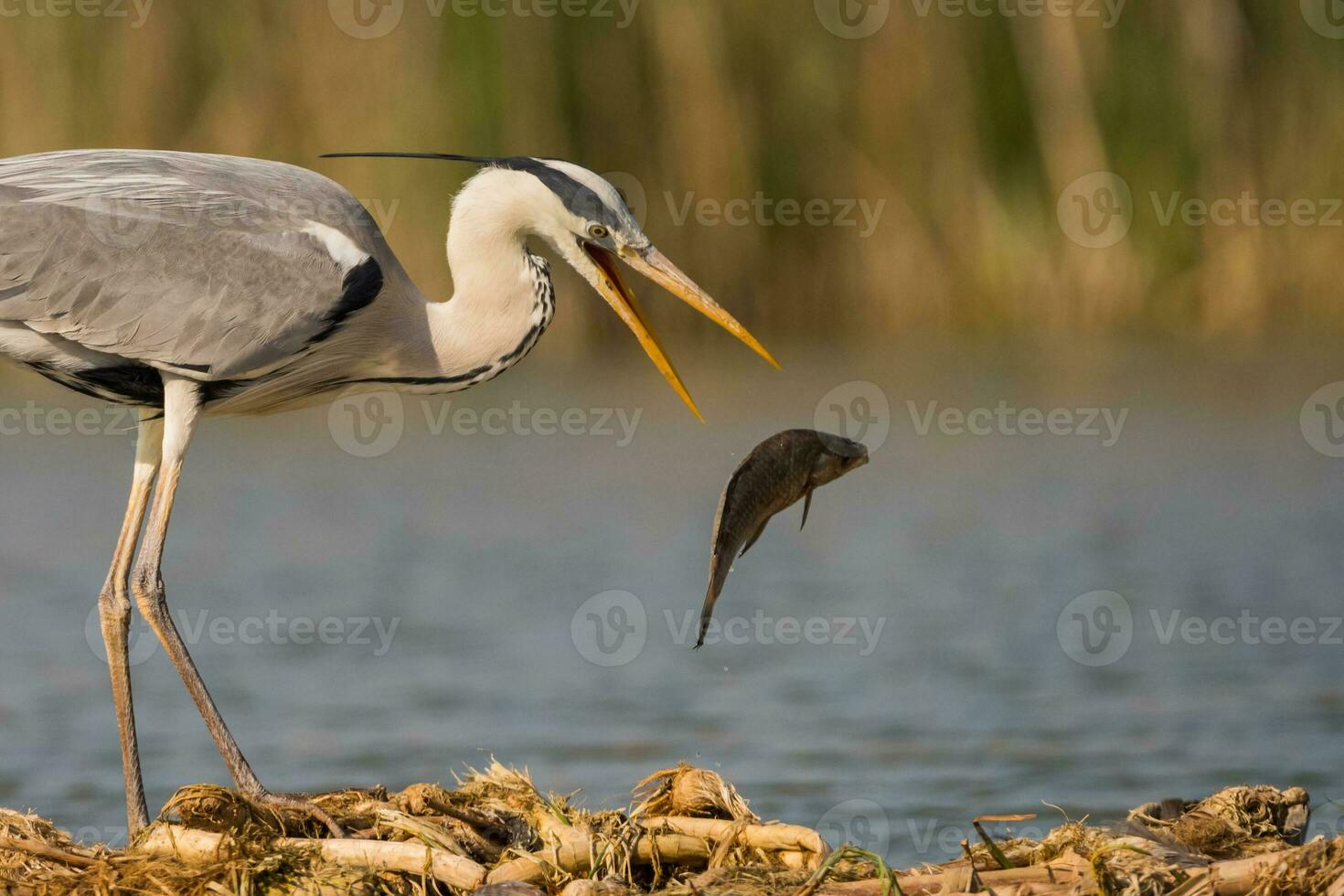 grijs reiger in moeras. vogel gedrag in natuurlijk leefgebied. foto