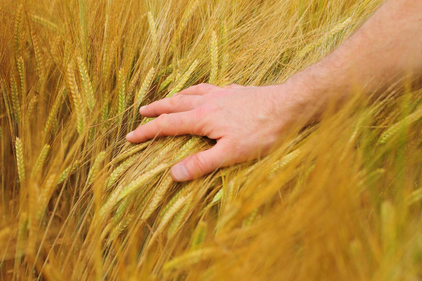 hand op een tarweveld foto