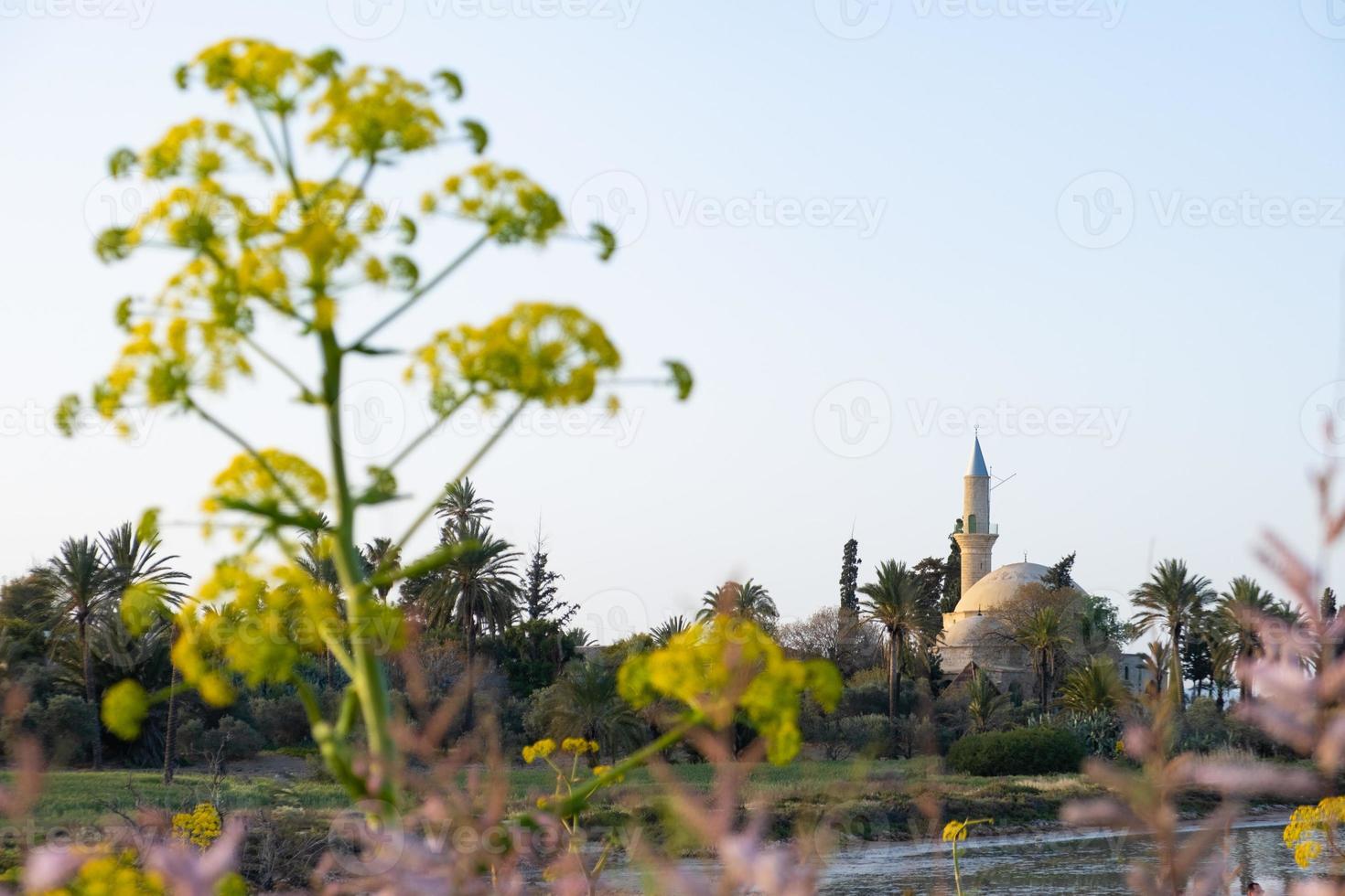 lentevegetatie bij het zoutmeer van larnaca in cyprus, met hala sultan tekke op de achtergrond foto