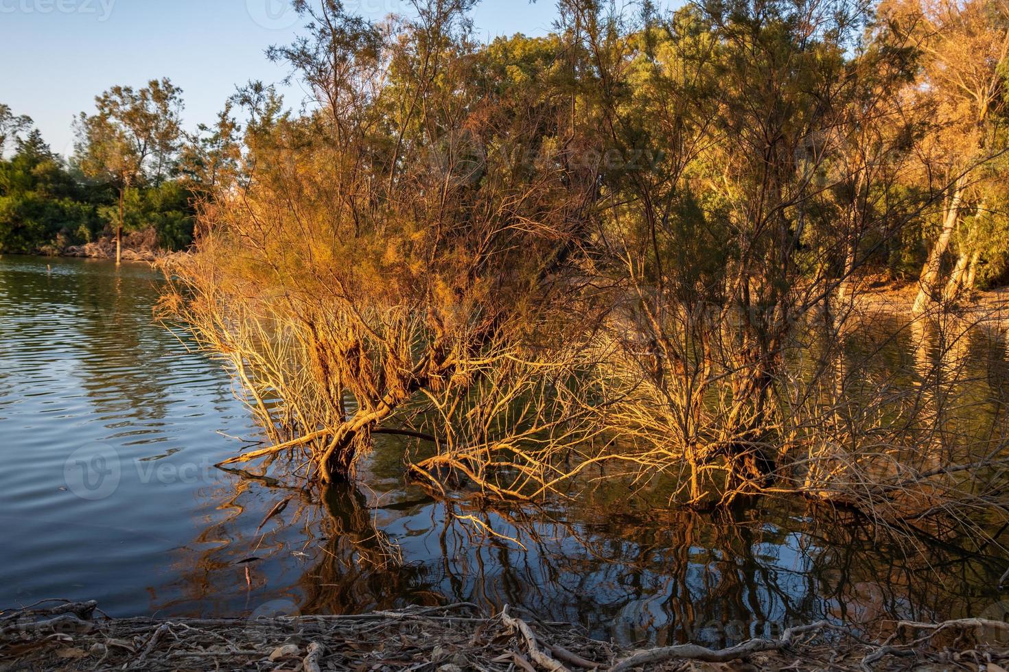 athalassa meer cyprus met prachtig verlicht water en bomen op een mooie zonnige middag foto