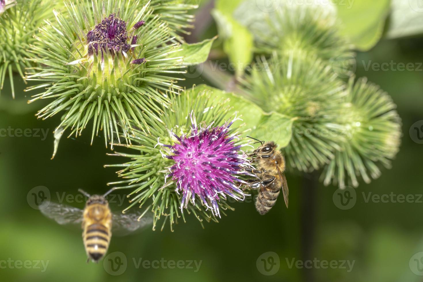bijen in de buurt van distelbloemen foto