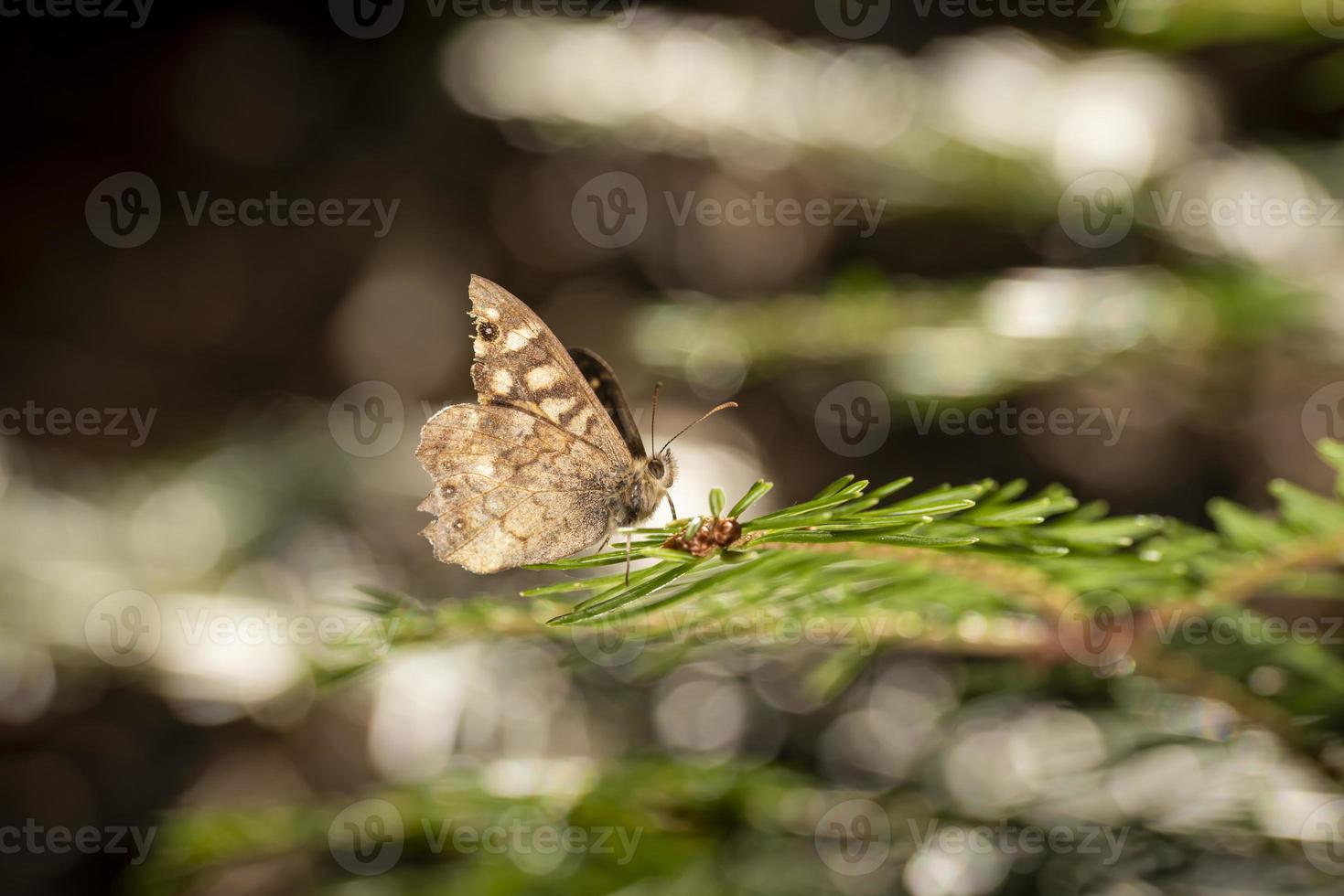 bruine vlinder op een dennentak foto