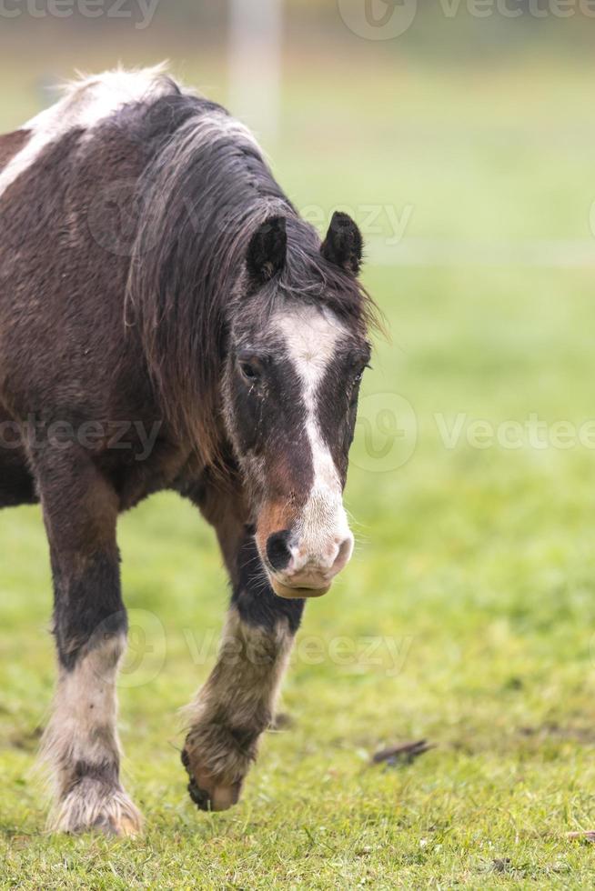 bruin paard op een weide foto