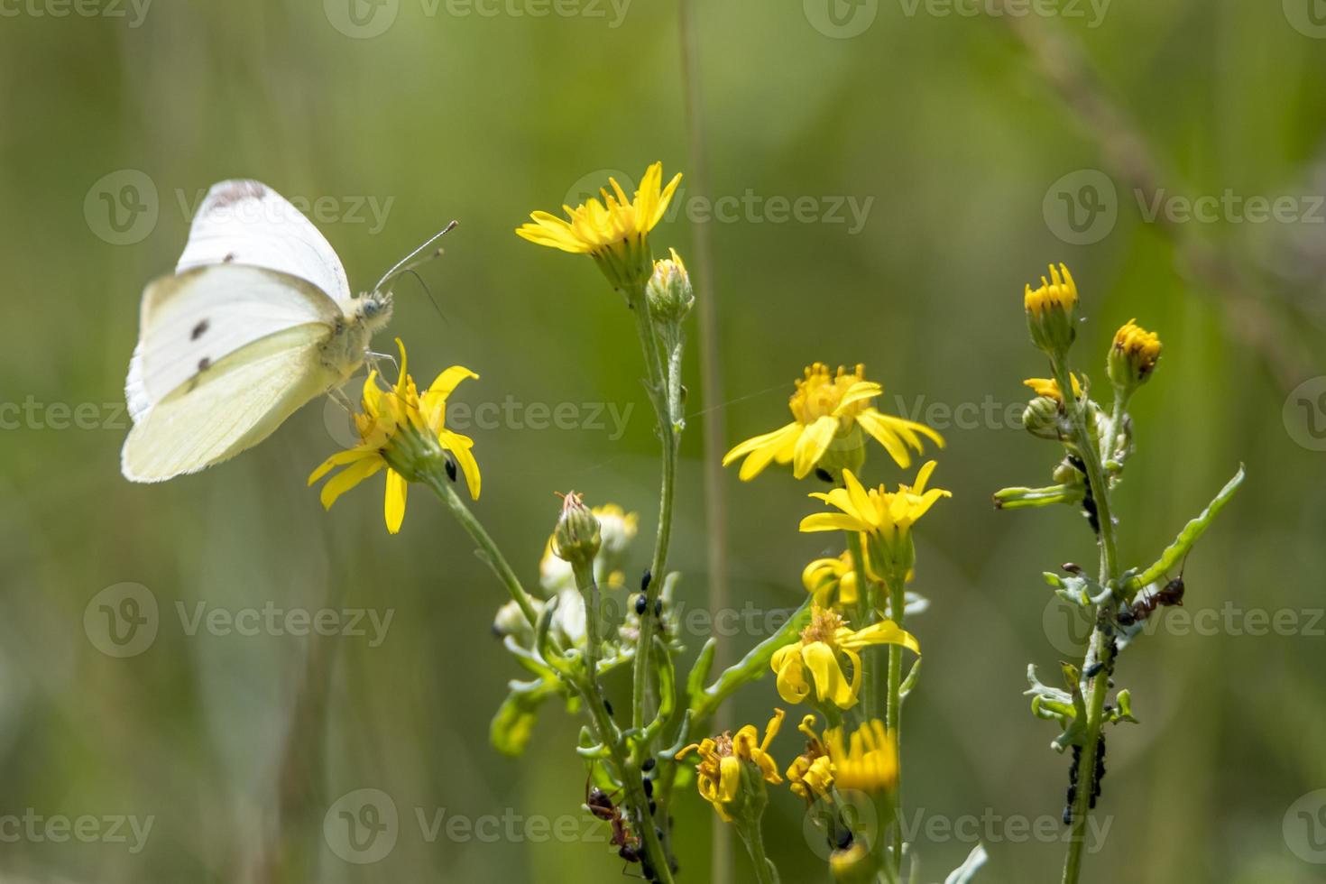 witte koolvlinder op een gele bloesem foto