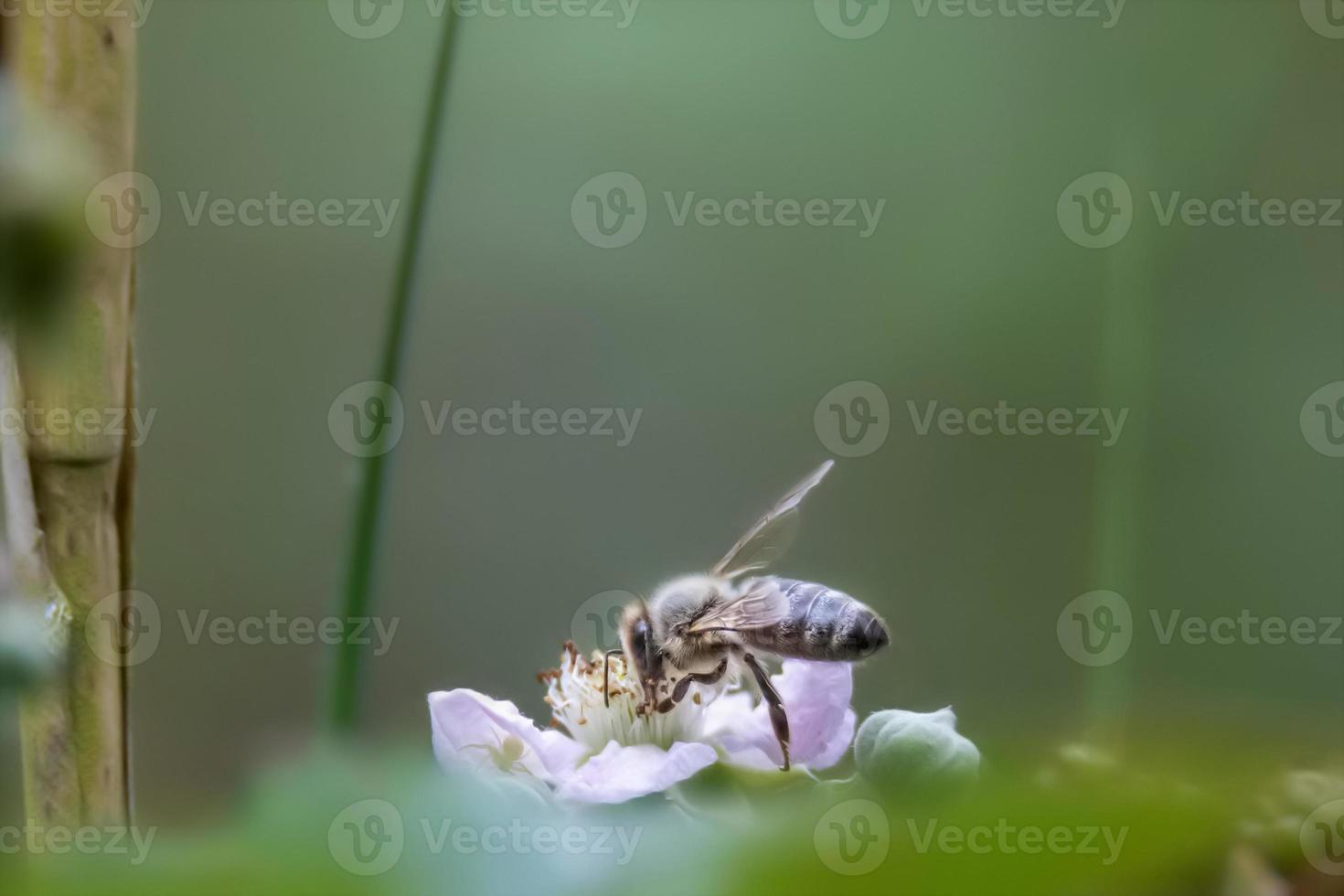 honingbij op een paarse bloesem foto
