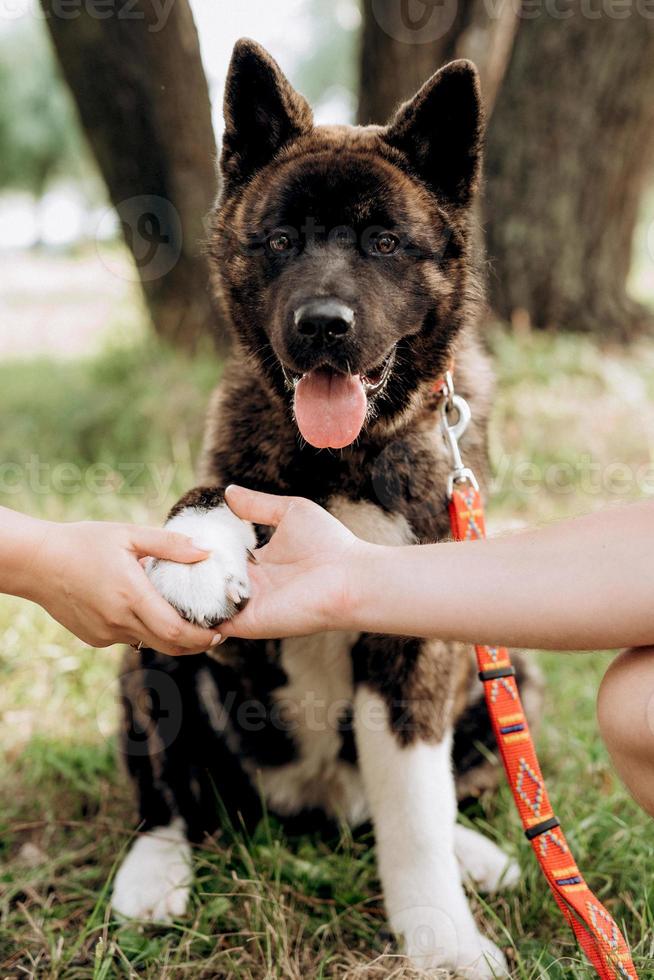 grote hond voor een wandeling met een jongen en een meisje foto