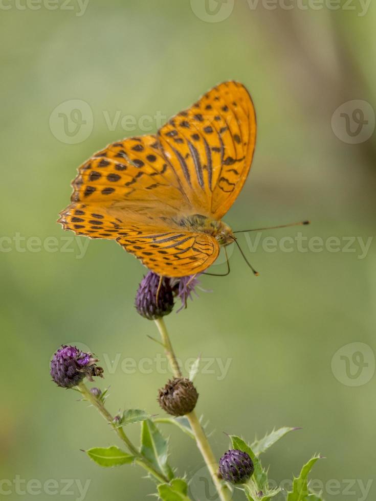 oranje vlinder op een distel bloesem foto