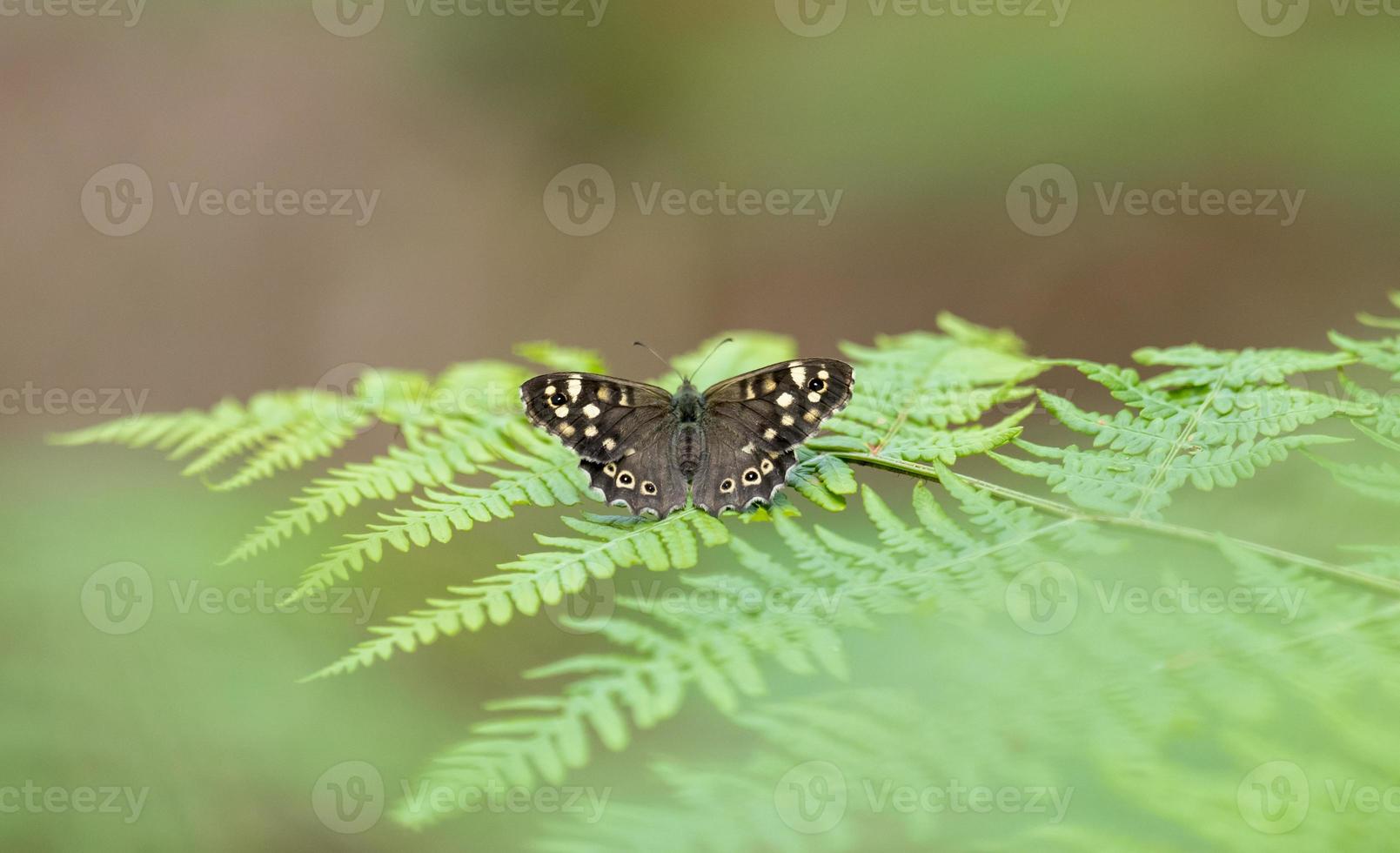 kleine donkere vlinder op een varen foto