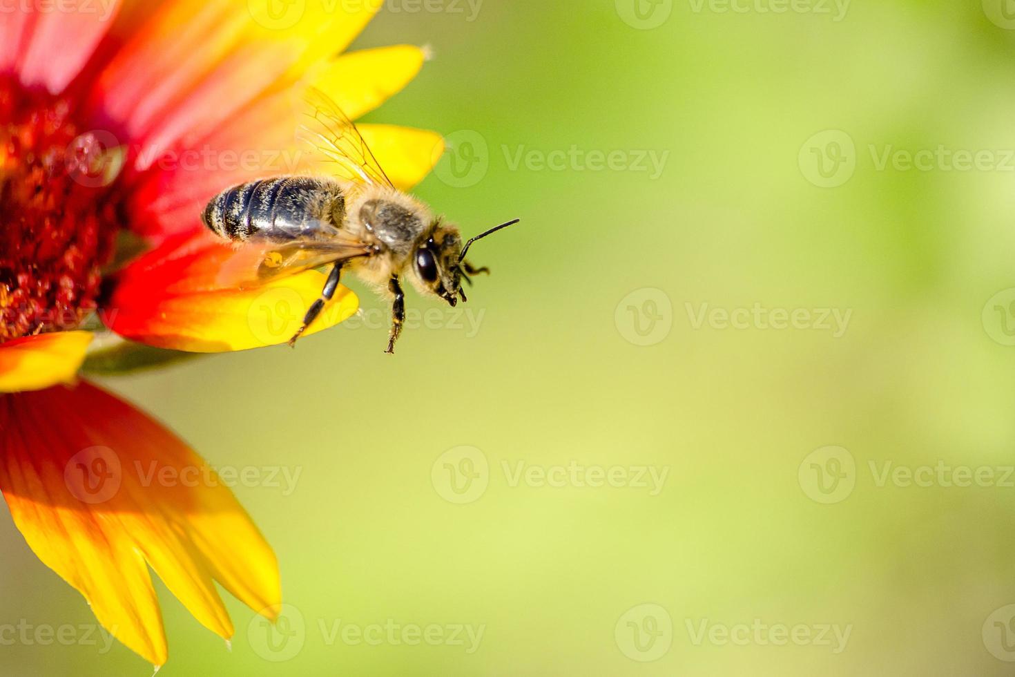 honingbij die van een gele en rode bloesem vliegt foto
