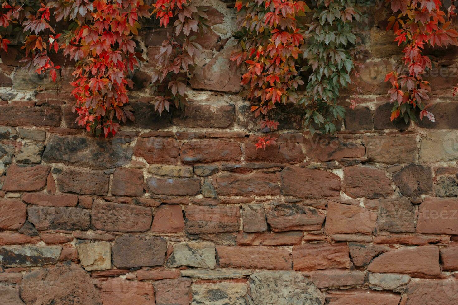 steen muur met rood klimop foto