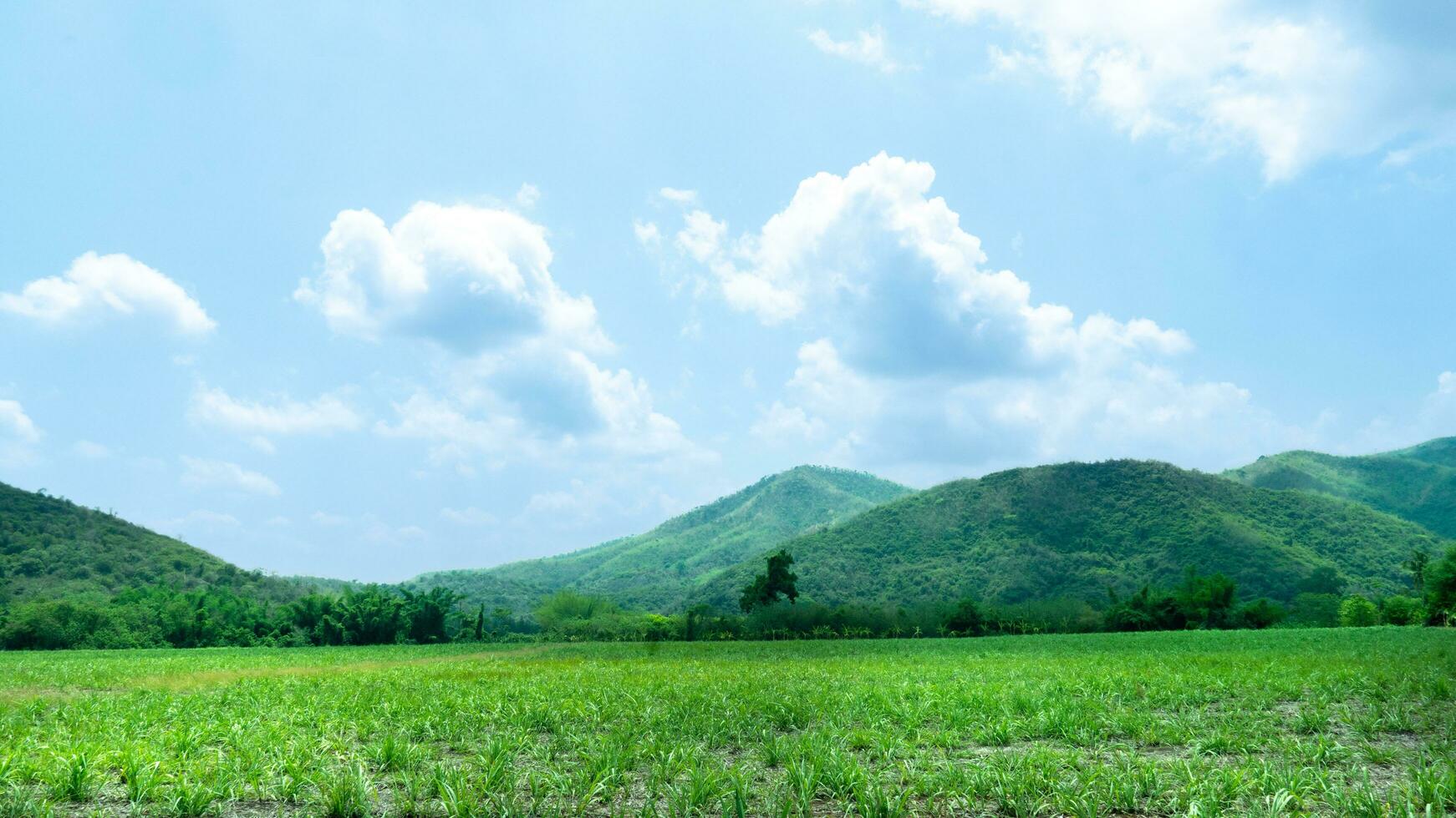 agrarisch Oppervlakte van de suiker riet bladeren was aanvankelijk geplant. Daar zijn groen bossen en mooi bergen afgewisseld onder de blauw lucht en wit wolken. foto