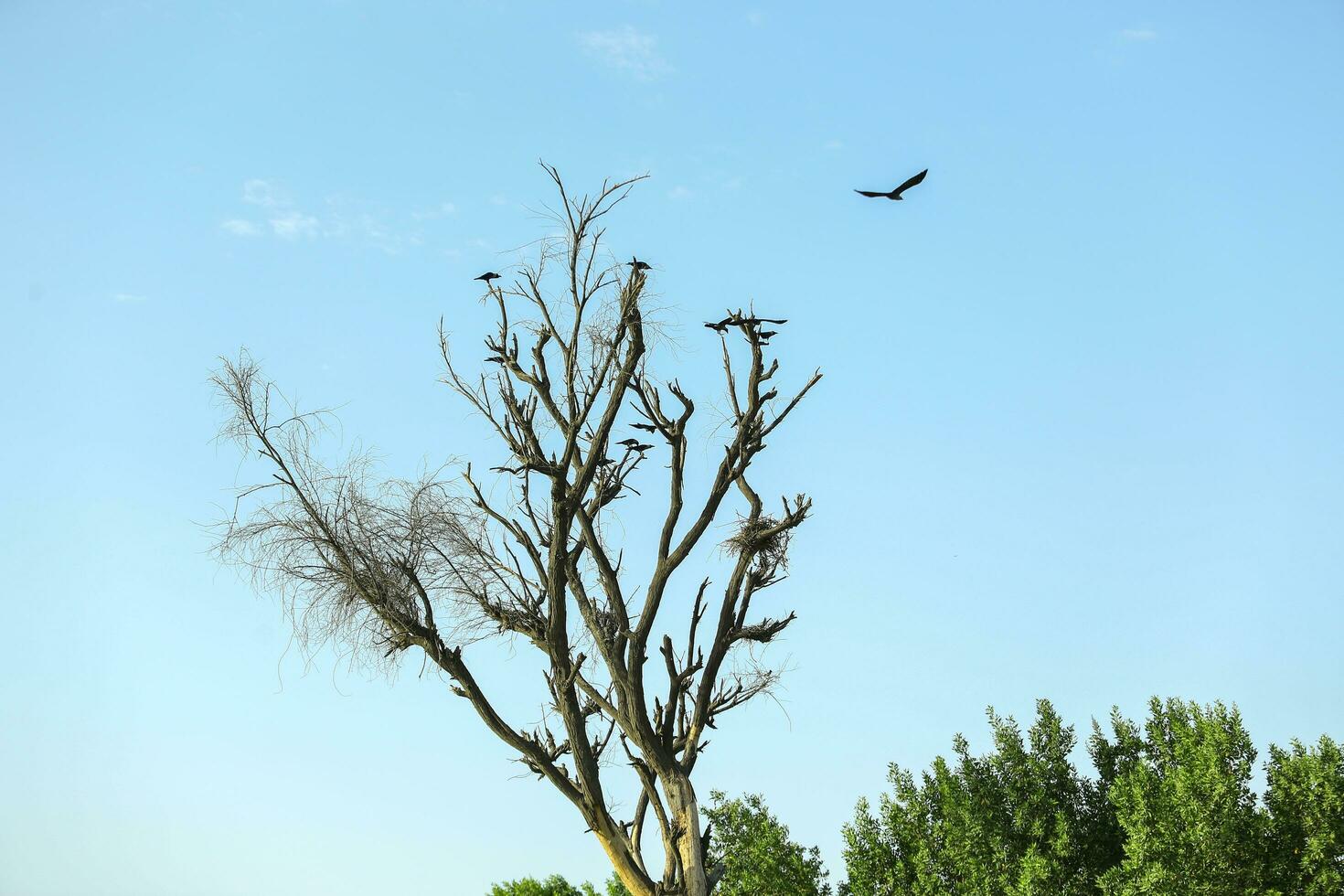 dood boom met vliegend vogelstand staand Aan het foto