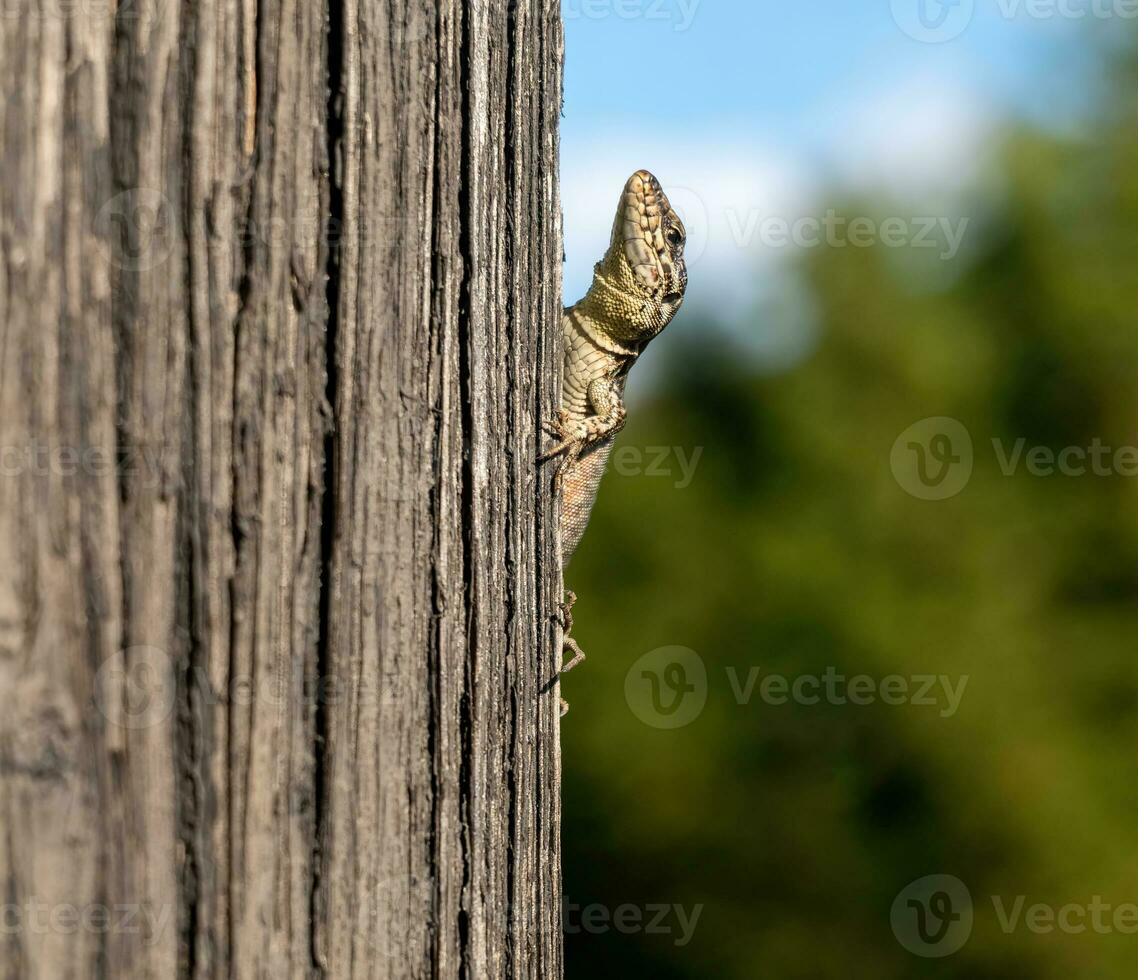 een hagedis looks merkwaardig in de camera foto