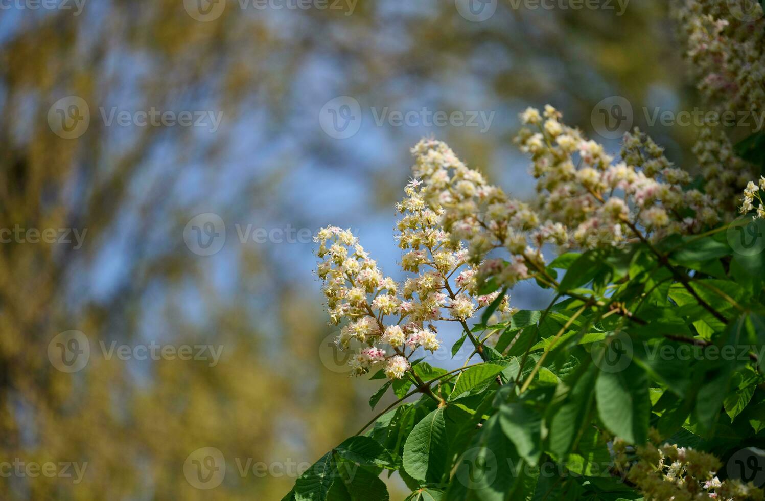 kastanje takken met groen bladeren en bloeiend clusters foto