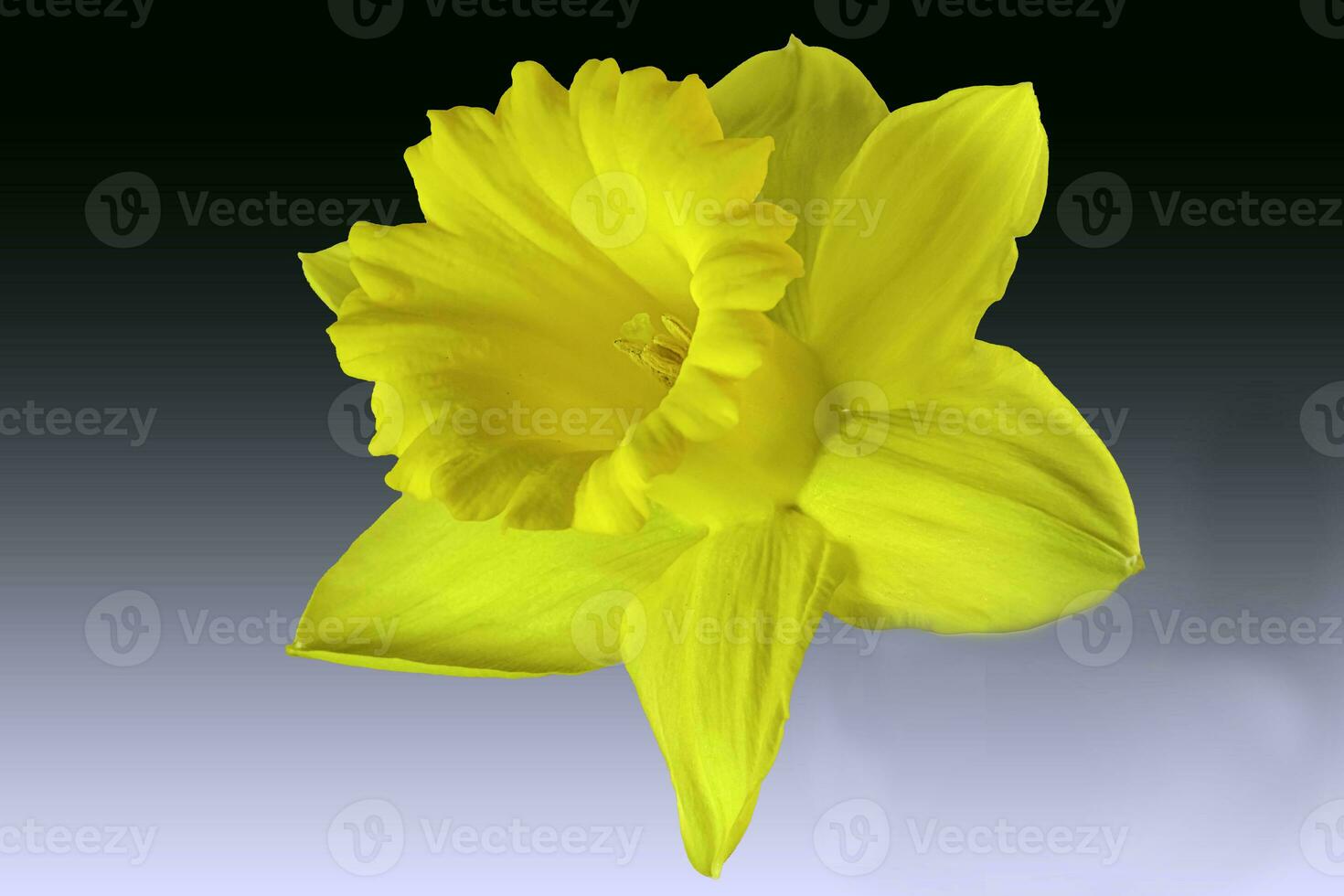 een gele narcis bloem hoofd . schuin visie foto