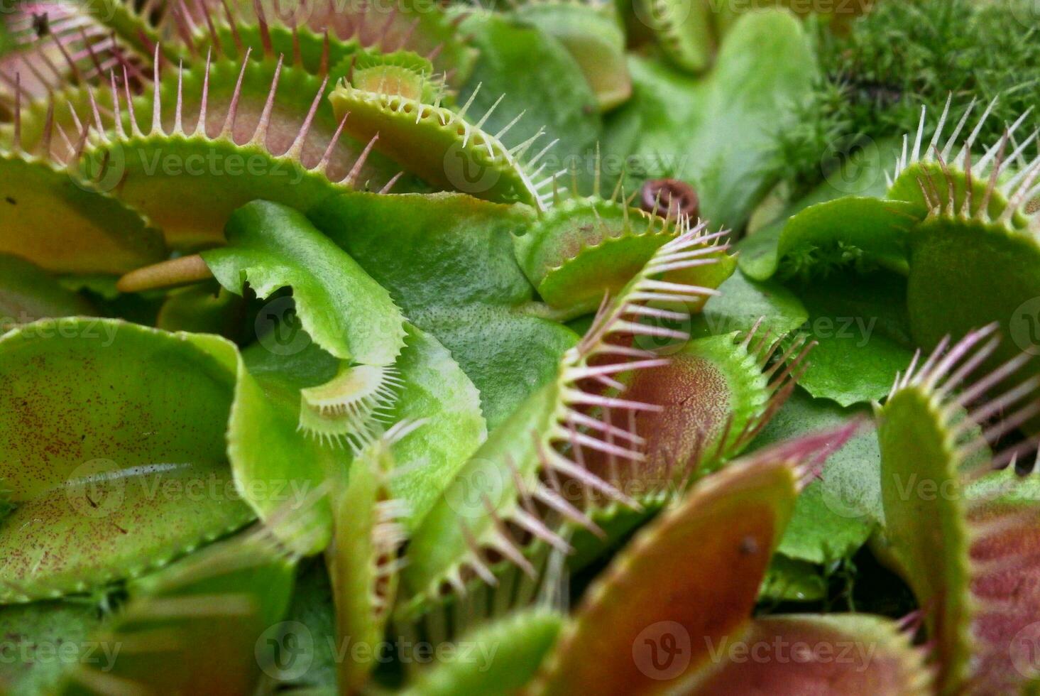 detailopname Aan een Venus flytrap foto