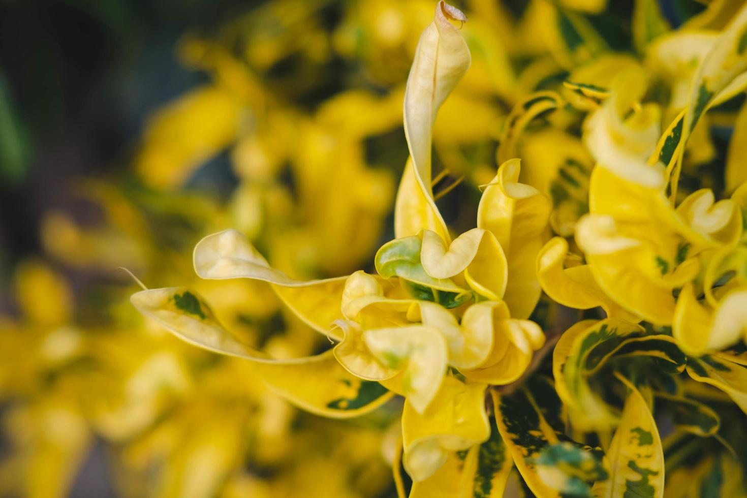 gele blad achtergrond. foto