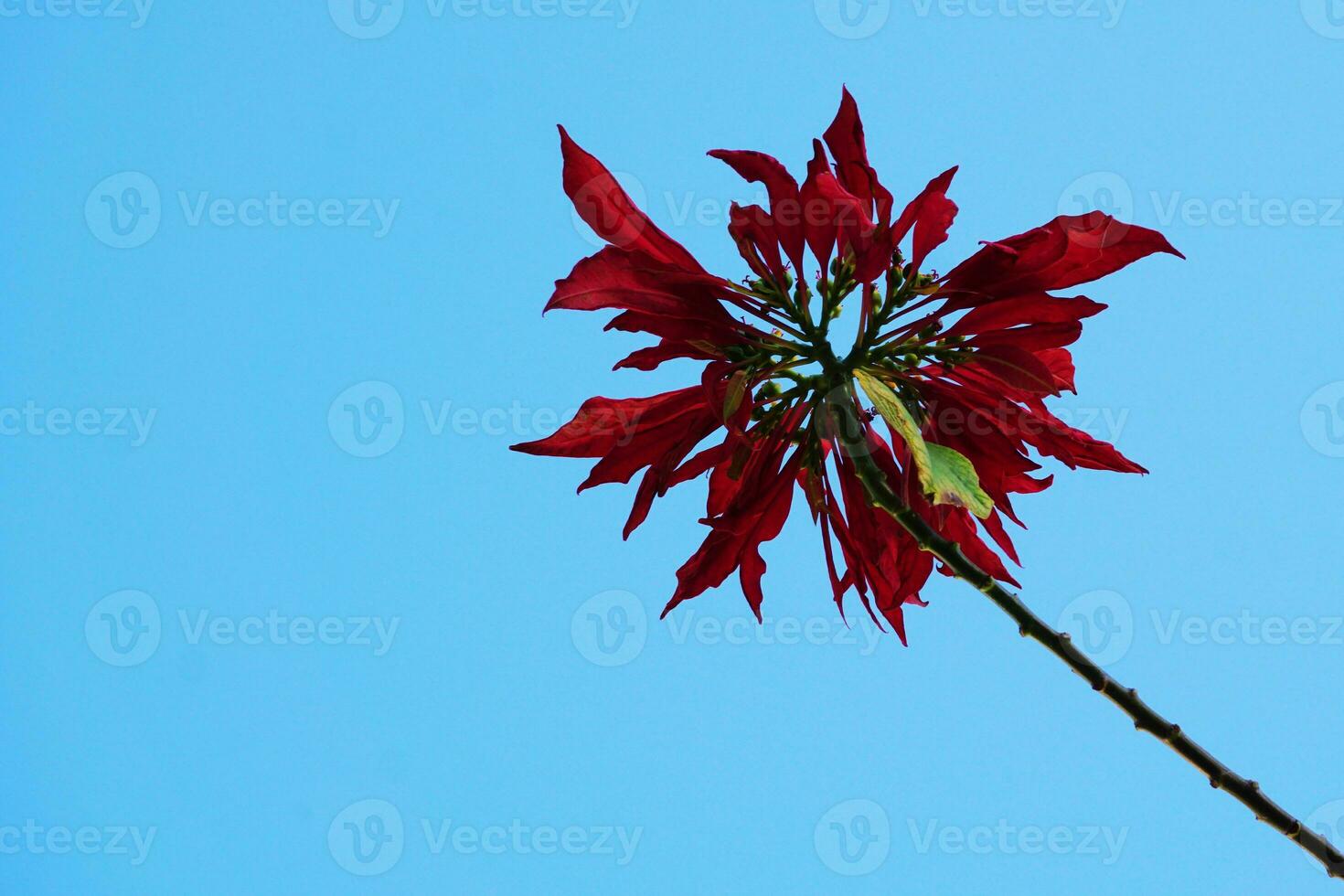 fabriek met rood bloem in bloeien tegen blauw lucht foto