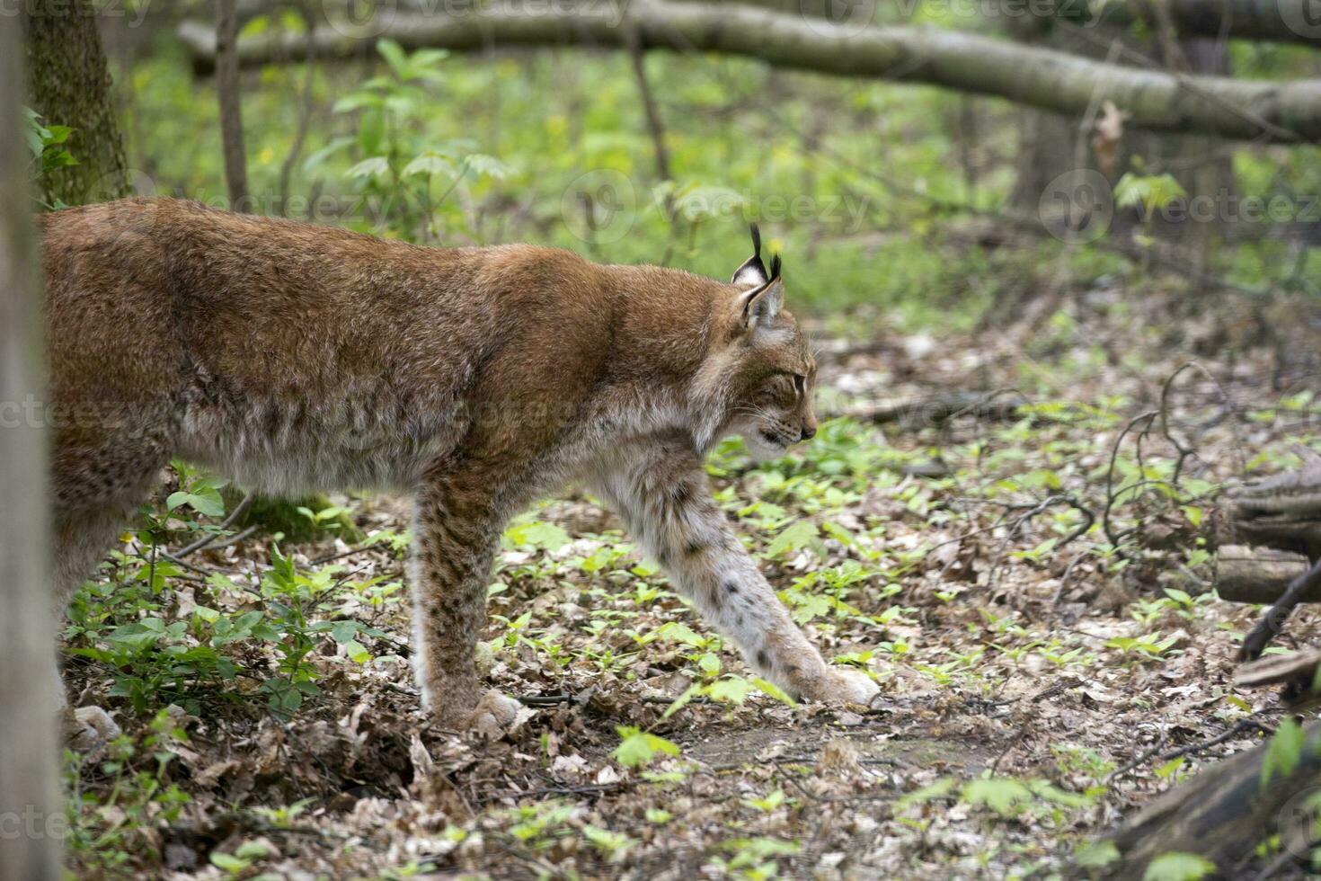 lynx in het bos foto