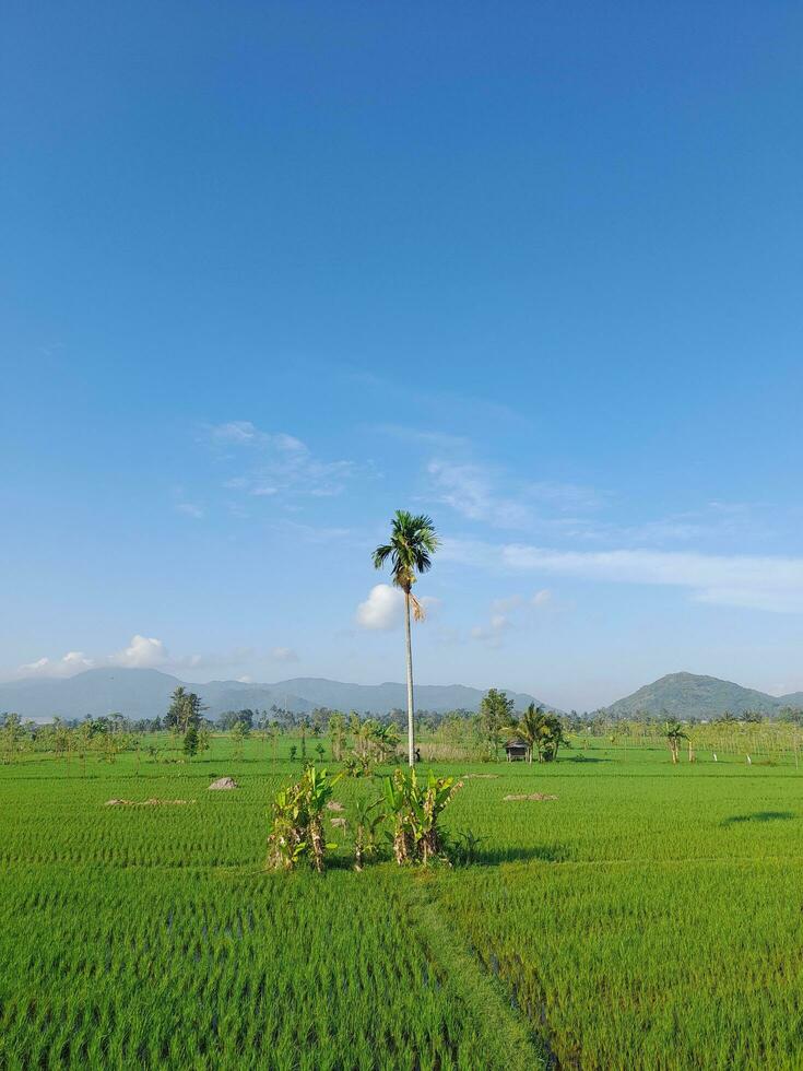 groen rijst- velden met blauw lucht en wit wolken. landschap beeld van blauw lucht en dun wolken. hemellandschap Aan lombok eiland, Indonesië foto