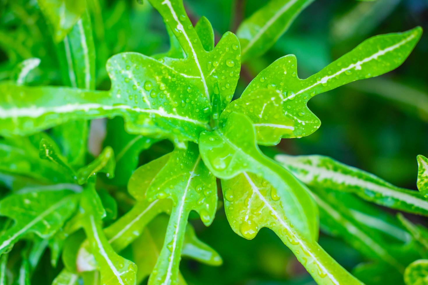 waterdruppels op de bladeren tijdens het regenseizoen foto