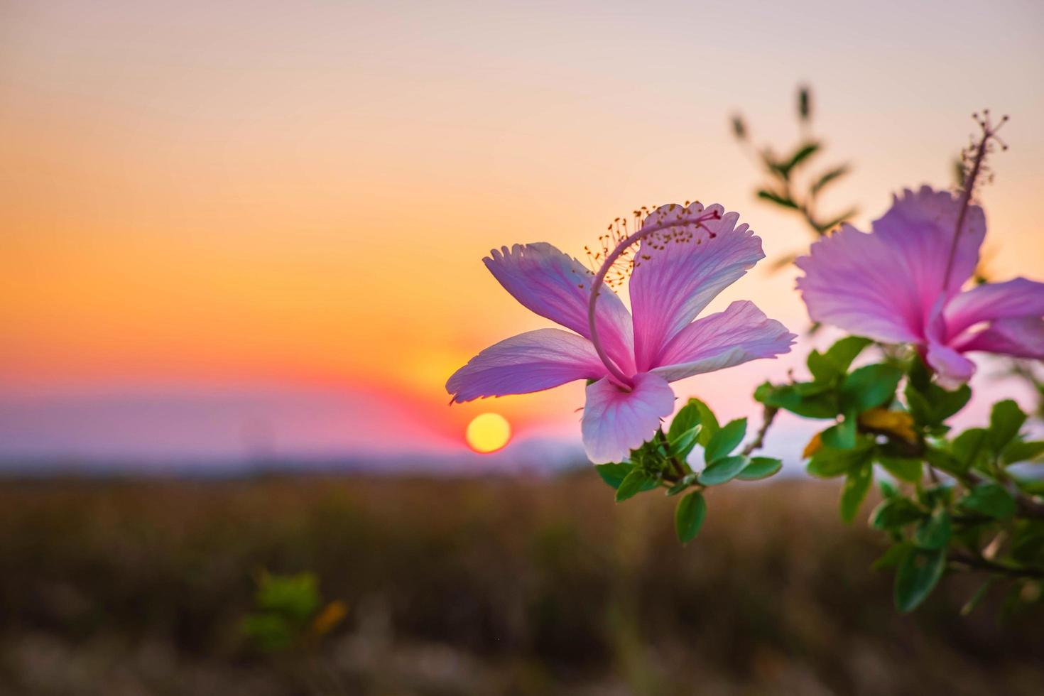 hibiscusbloemen en zonsondergang in de avond foto