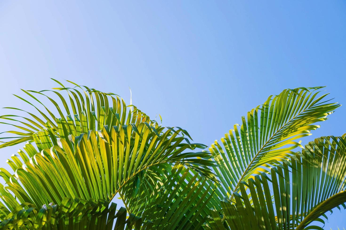 de achtergrondbladeren van palmbomen en de hemel, zomerconcept. foto