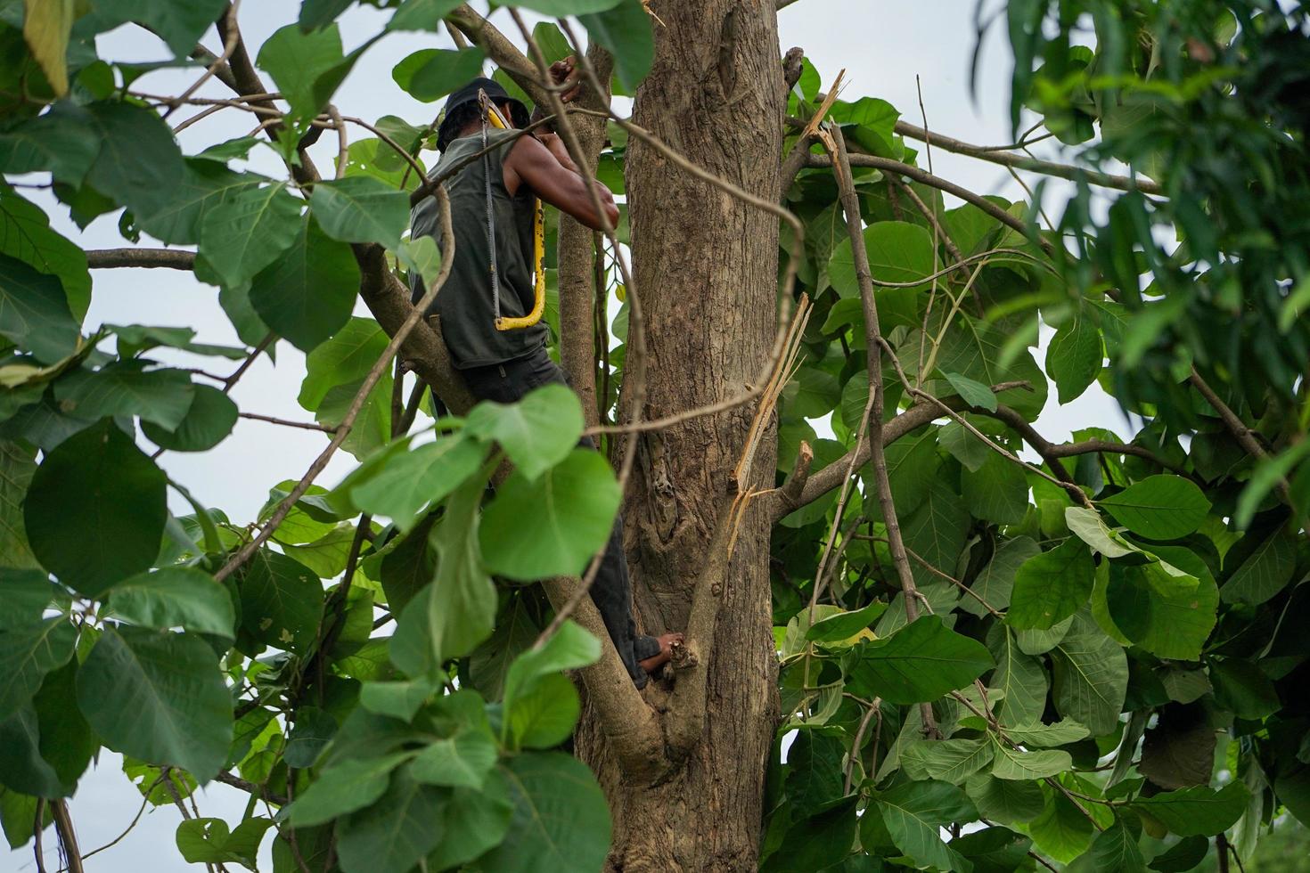 portret van boomverzorger vasthouden aan de boom met zijn hand en een zaag met een heldere hemelachtergrond foto