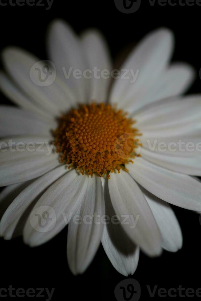 wit ster bloeiend macro botanisch achtergrond leucanthemum maximaal familie asteraceae bloemen bloeiend in een weide dichtbij omhoog van groot grootte hoog kwaliteit wit margrieten foto