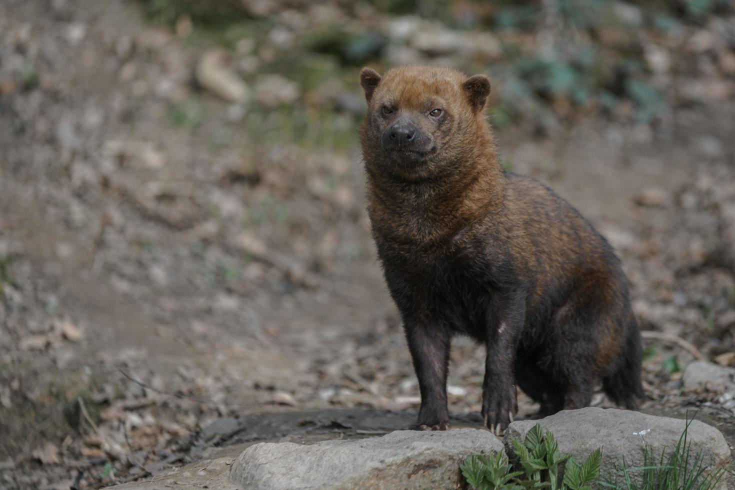 portret van bush dog foto