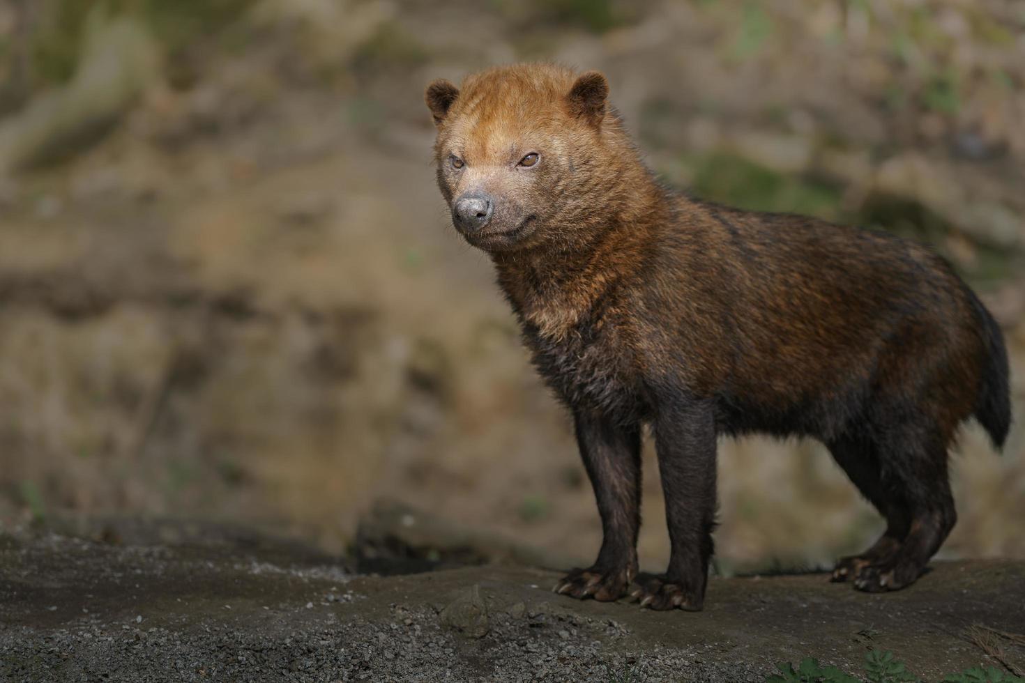 portret van bush dog foto