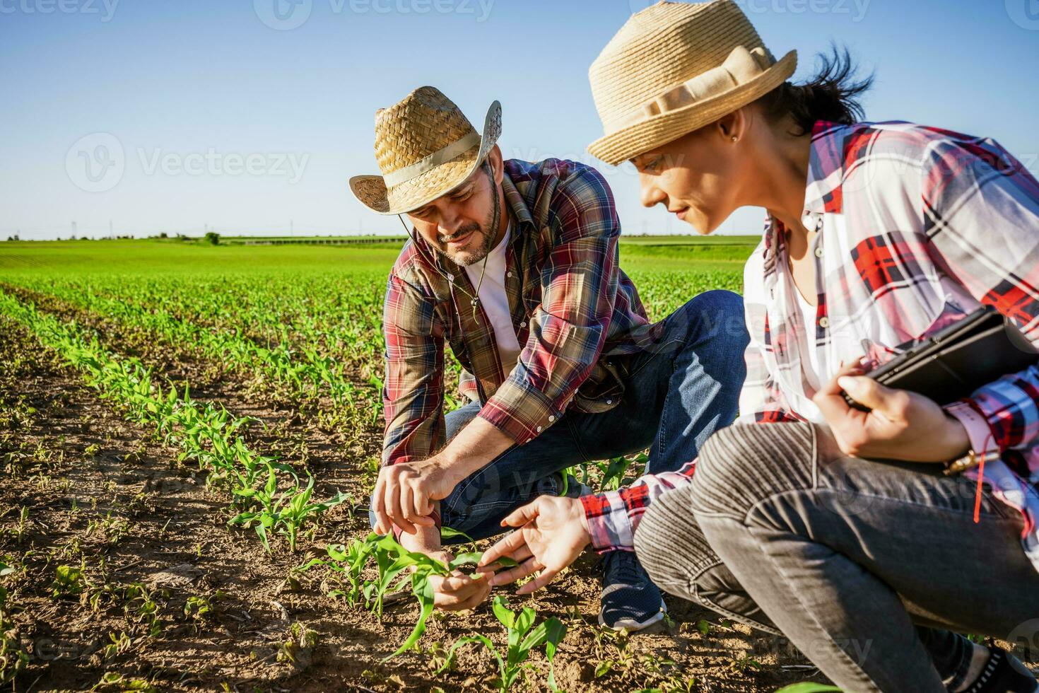 Mens en vrouw zijn werken samen in vennootschap. ze zijn cultiveren maïs. foto