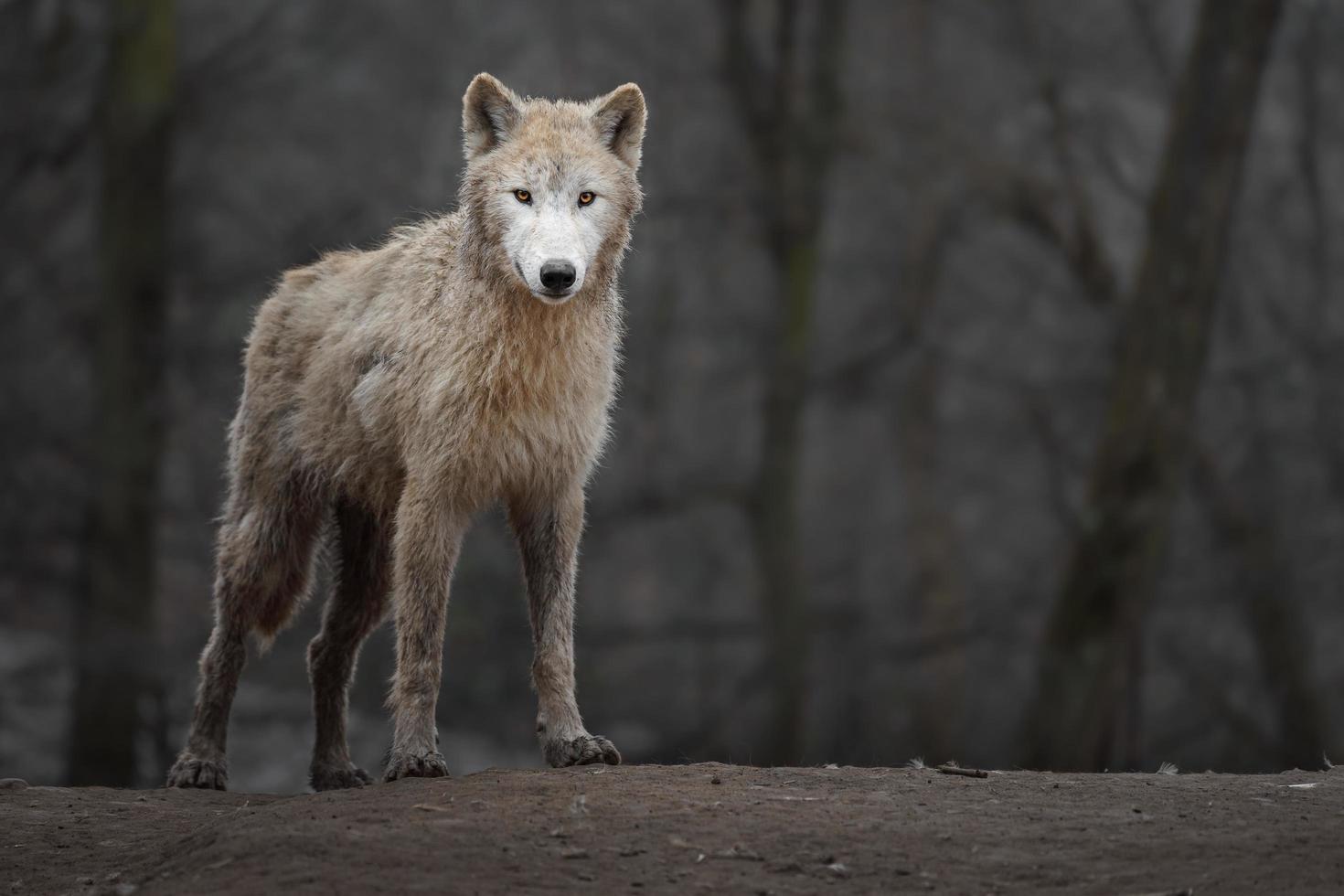 portret van poolwolf foto