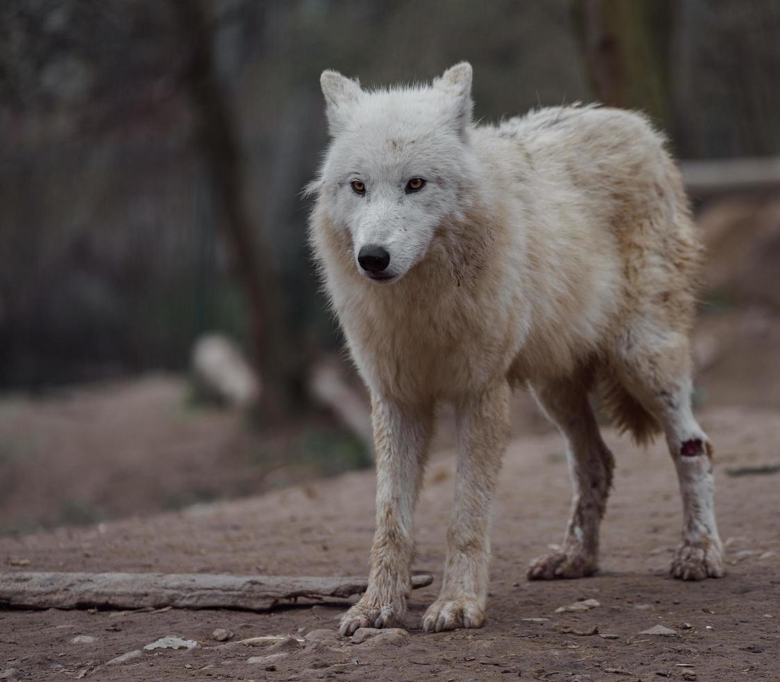 portret van poolwolf foto