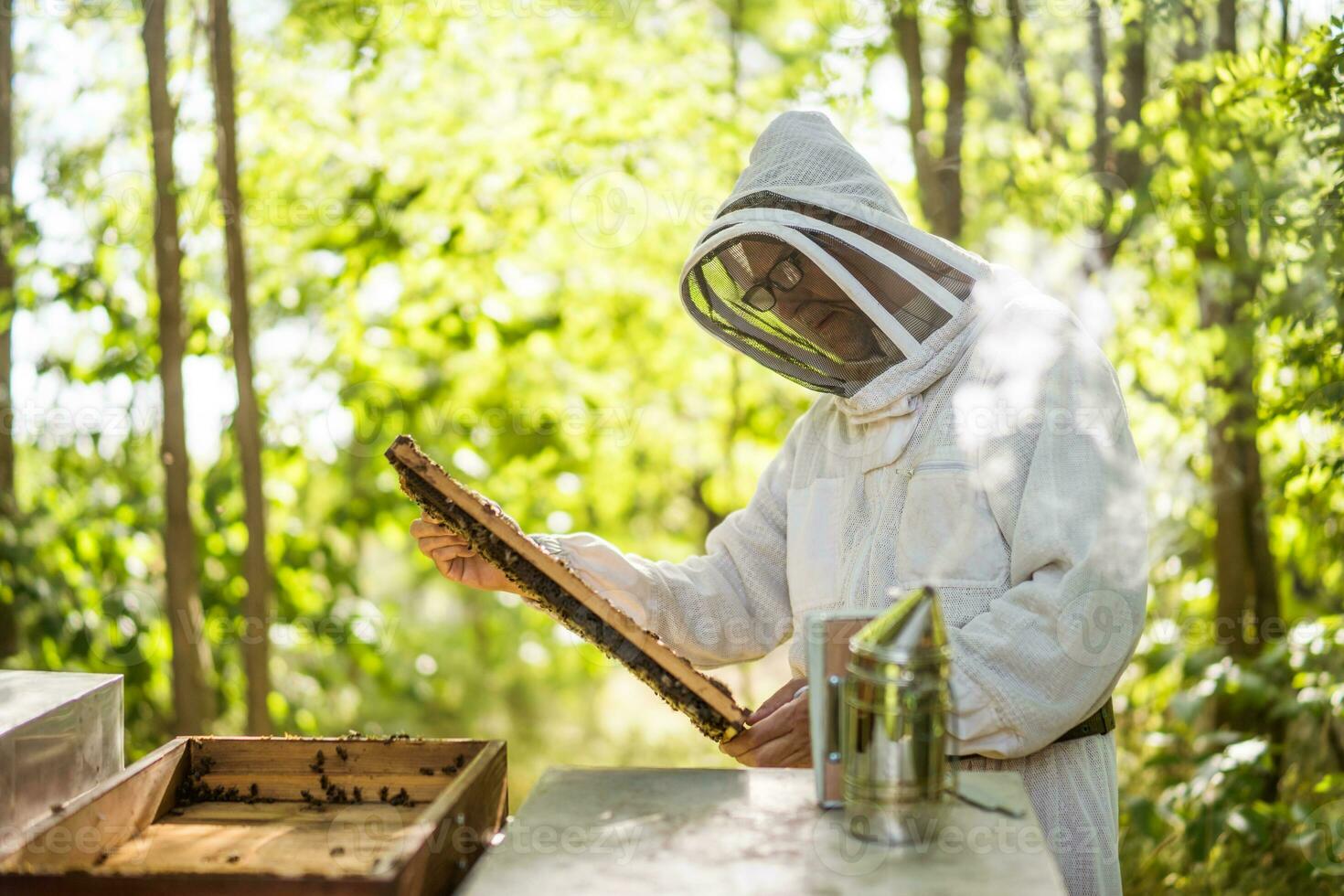 imker is onderzoeken zijn bijenkorven in Woud. bijenteelt professioneel bezigheid. foto