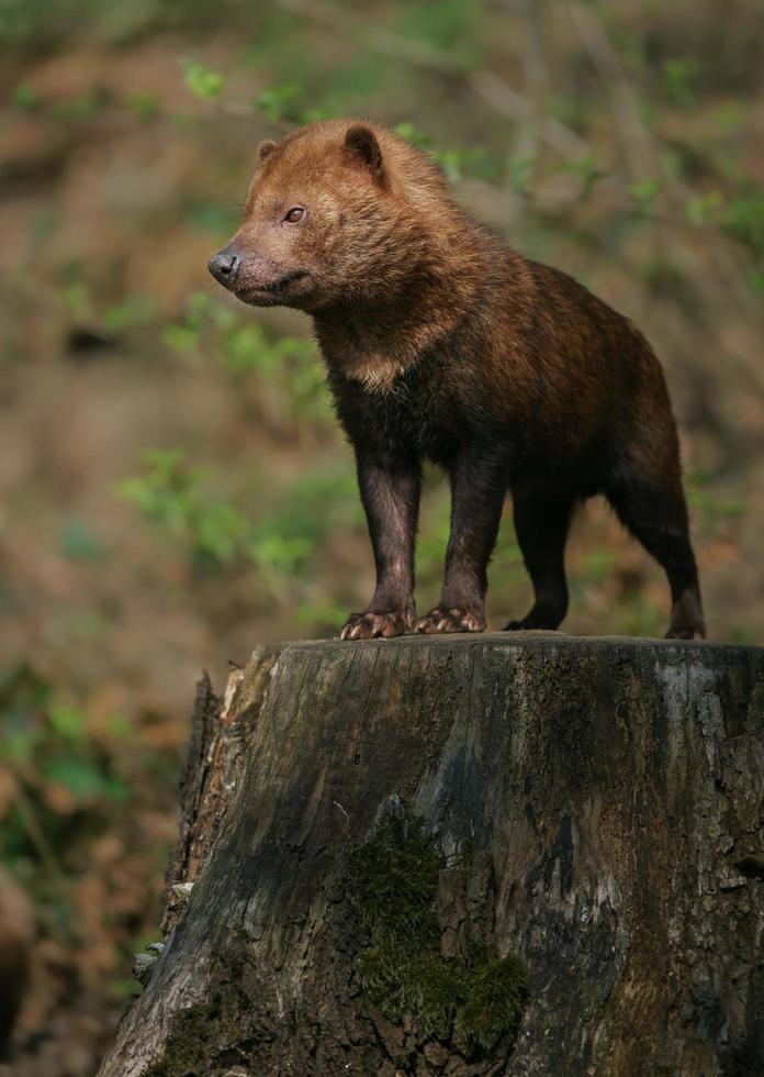 bush dog op spanning foto