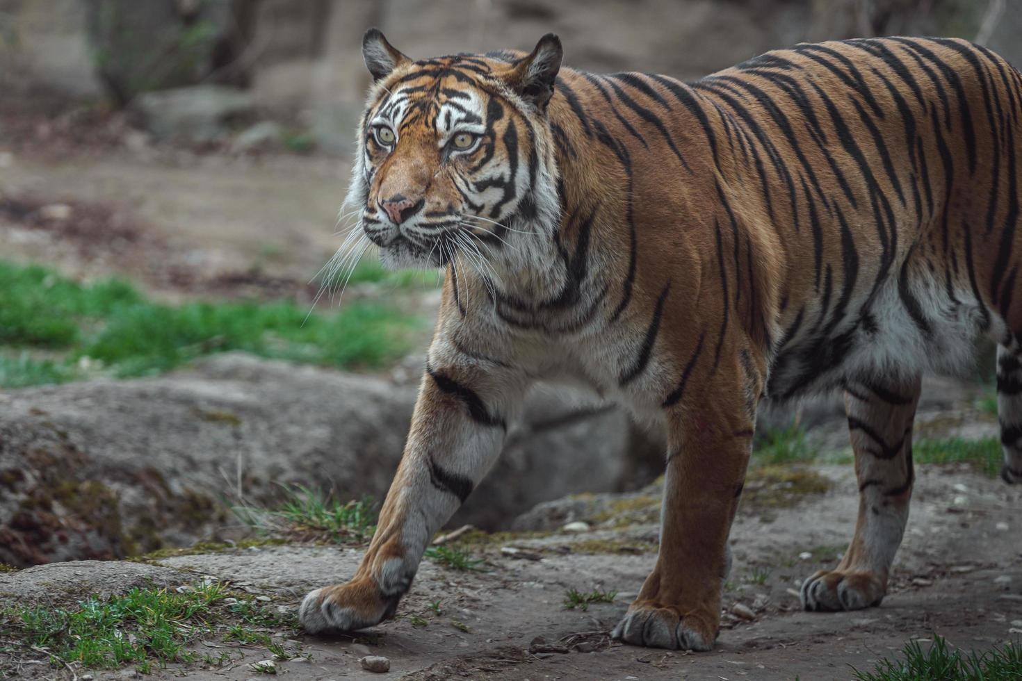 Sumatraanse tijger in dierentuin foto