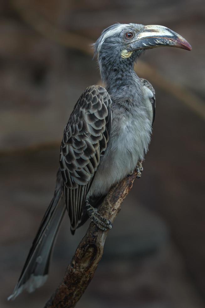 Afrikaanse grijze neushoornvogel foto