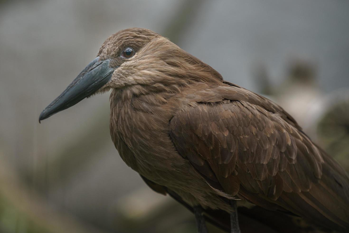 portret van hamerkop foto