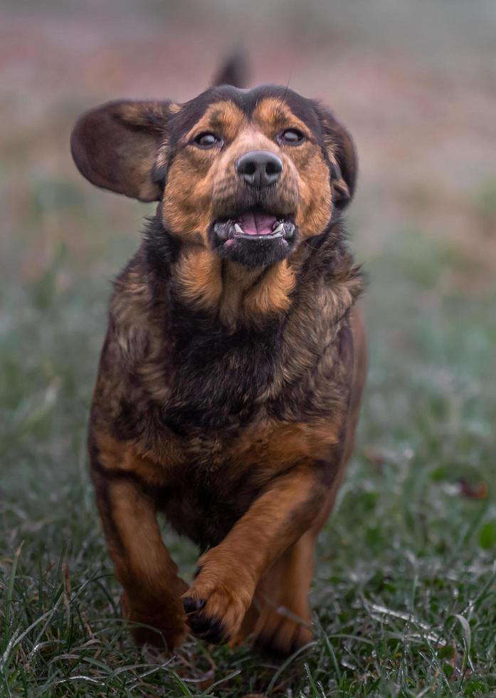 portret van alpine dachsbracke foto