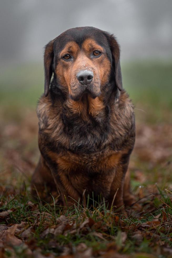 portret van alpine dachsbracke foto