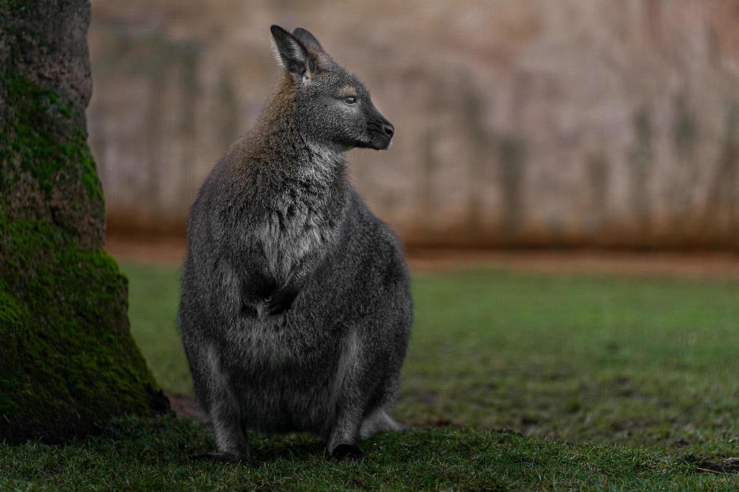 wallaby met rode hals foto