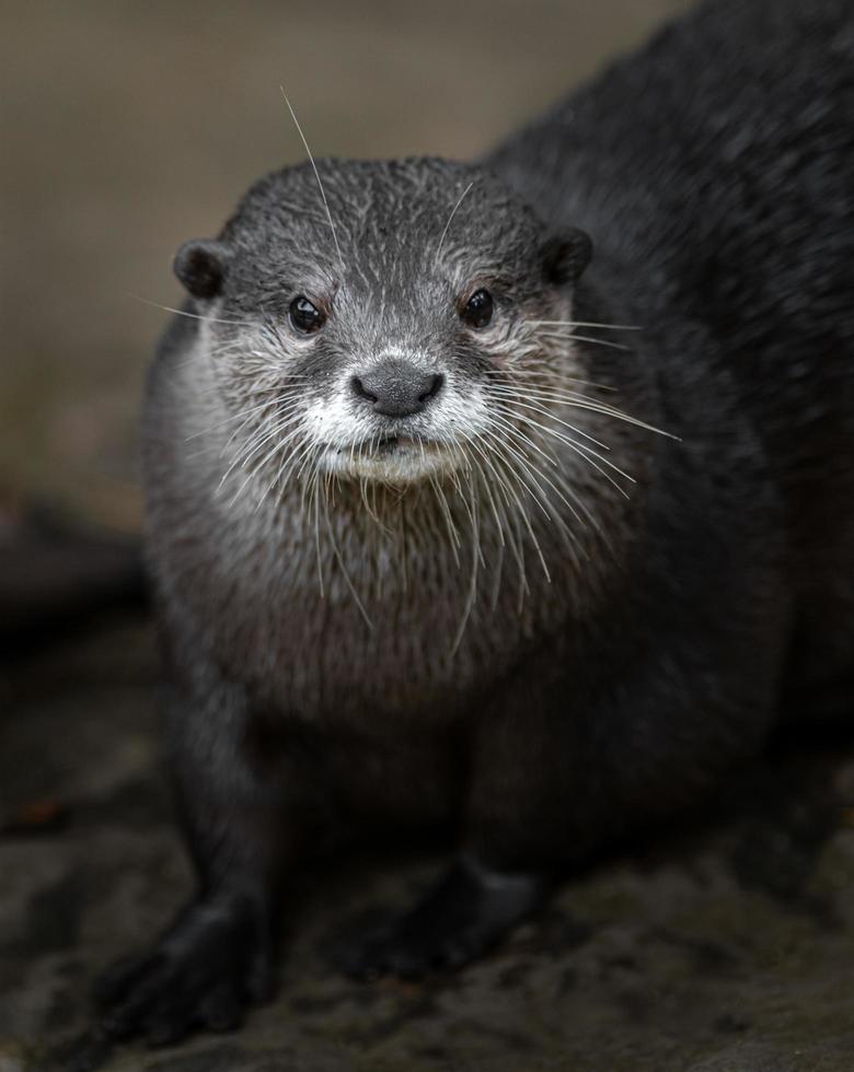 Aziatische kleine klauwde otter foto