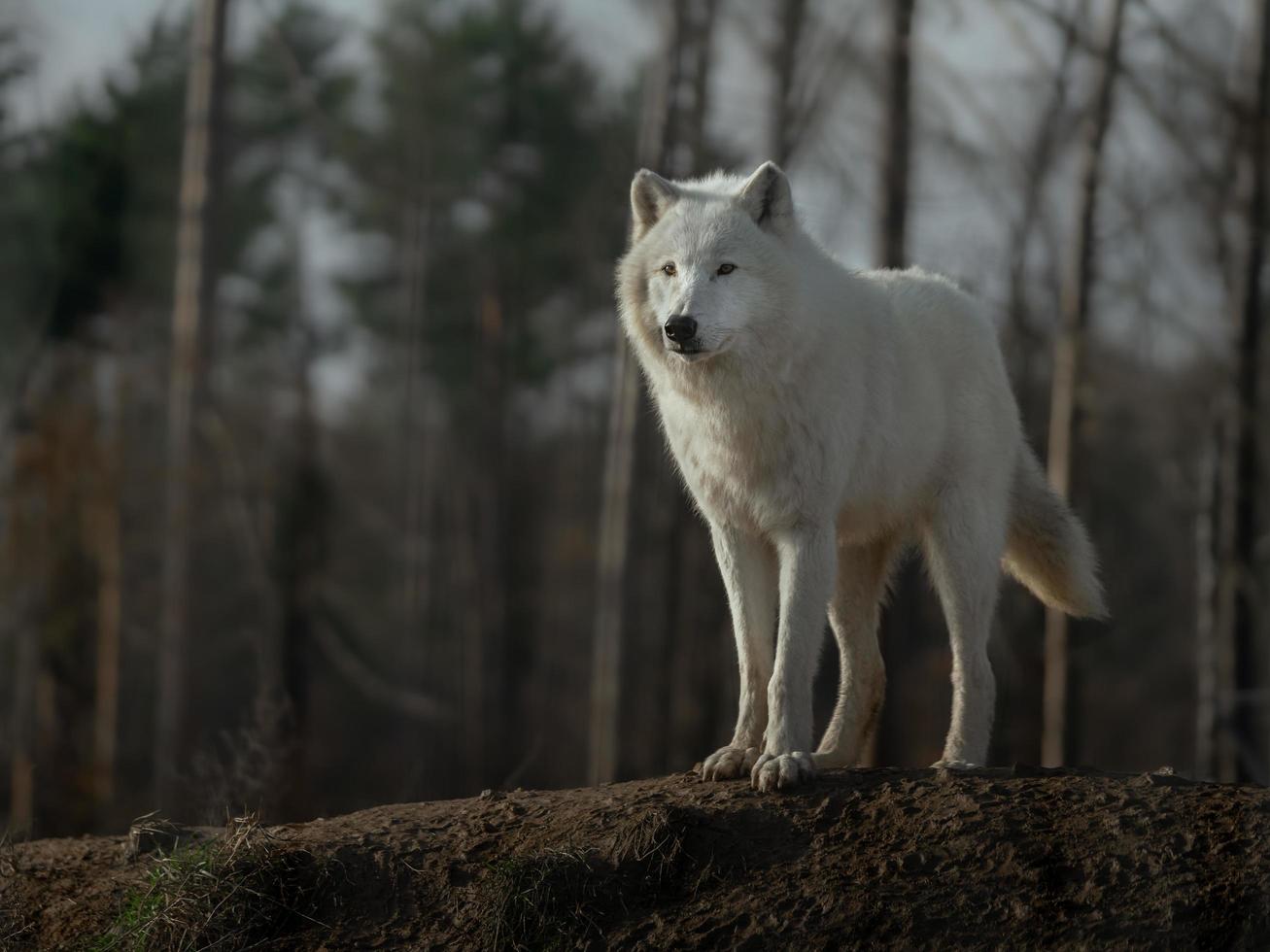 portret van poolwolf foto