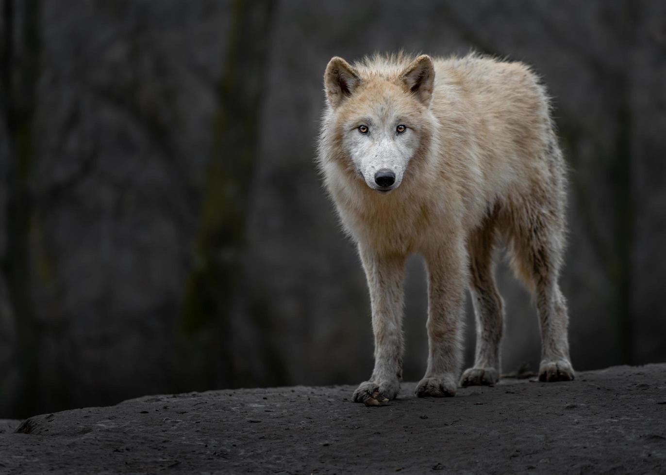 portret van poolwolf foto