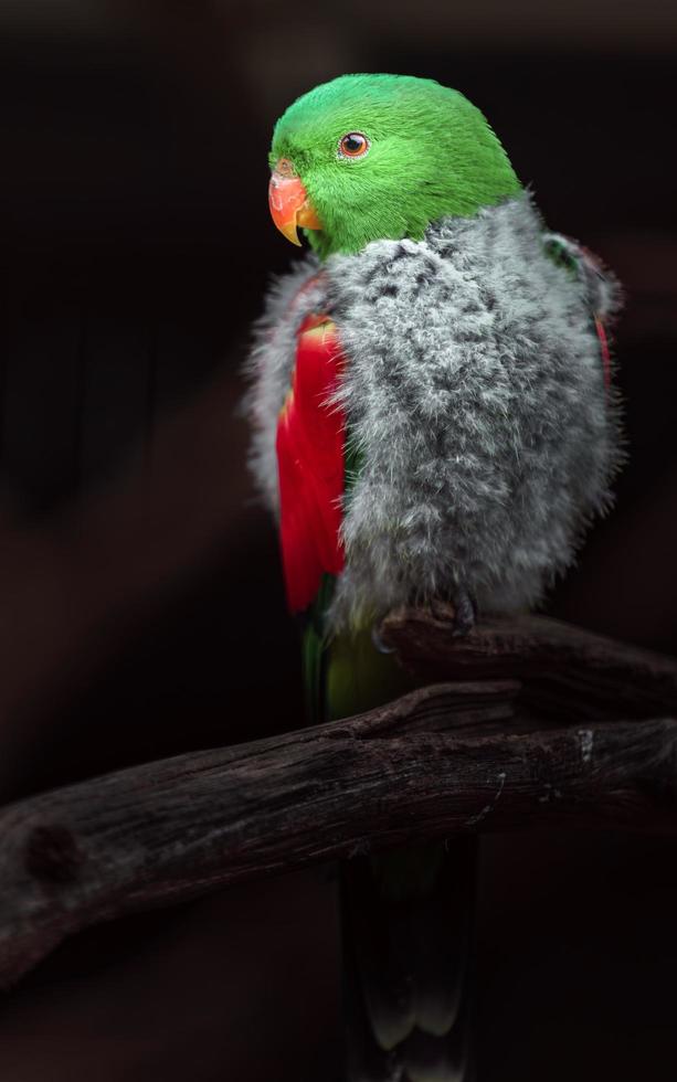 rode gevleugelde papegaai foto