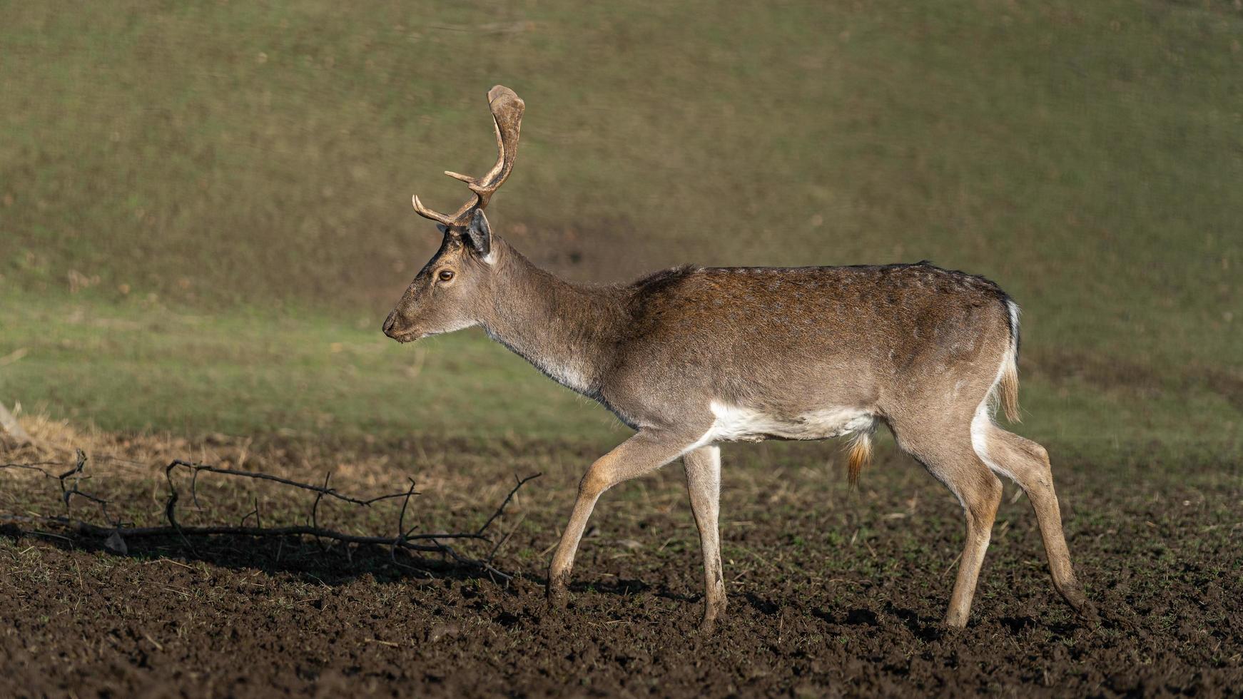 damherten in de natuur foto