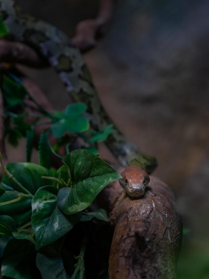 orthriophis moellendorffi op tak foto