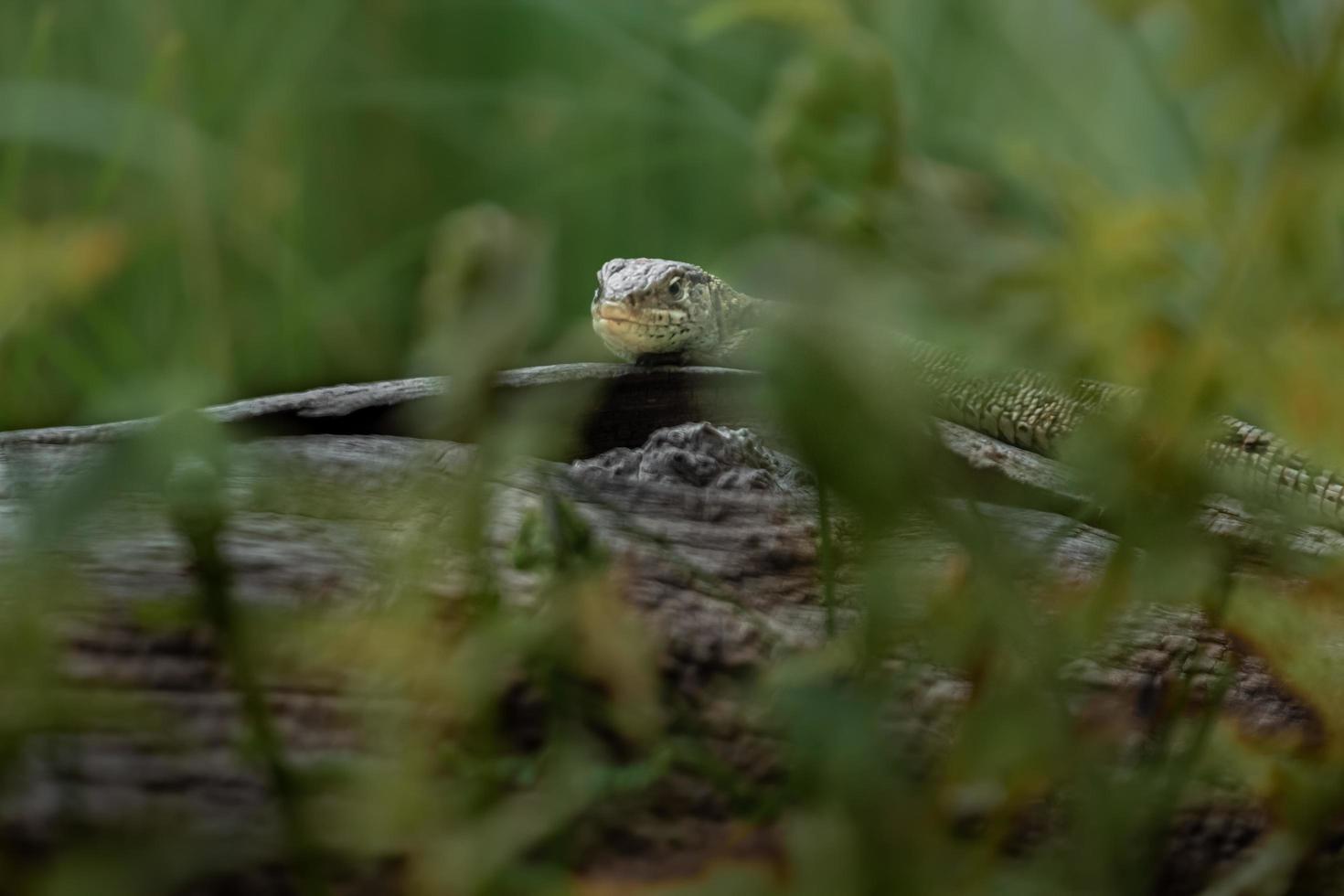 zandhagedis op logboek foto