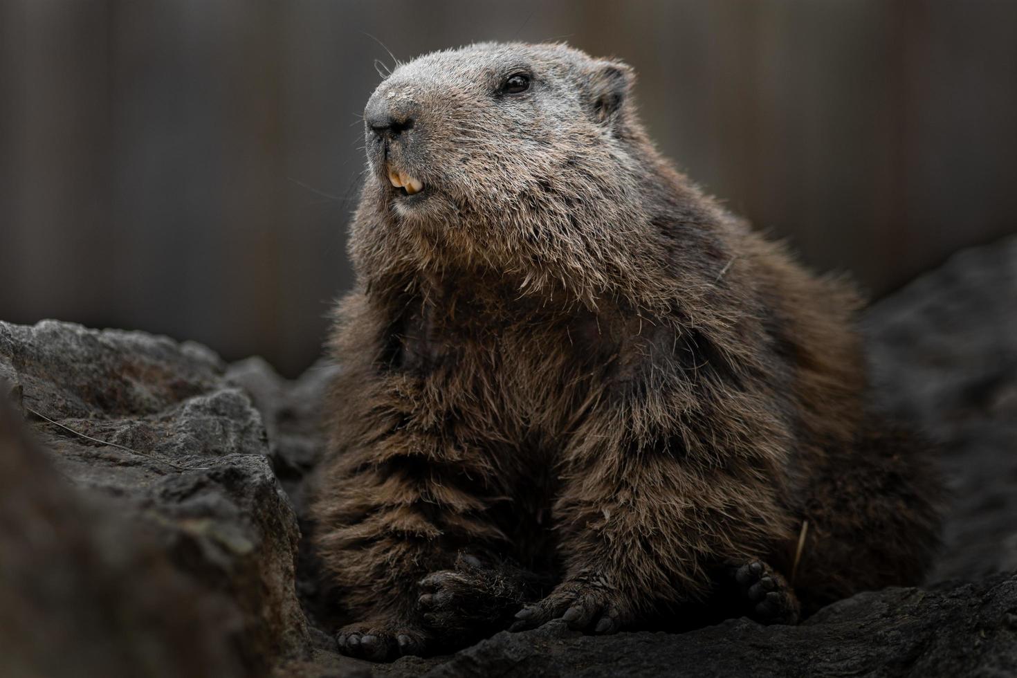 portret van alpenmarmot foto